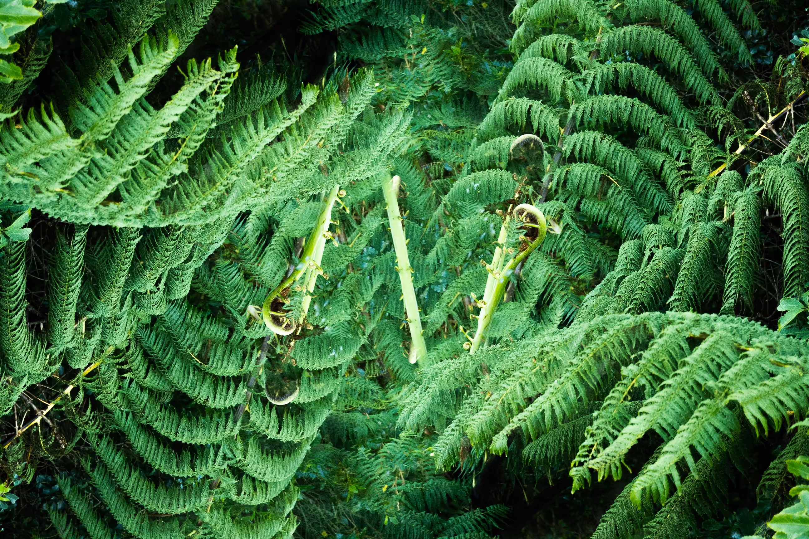 fern fauna