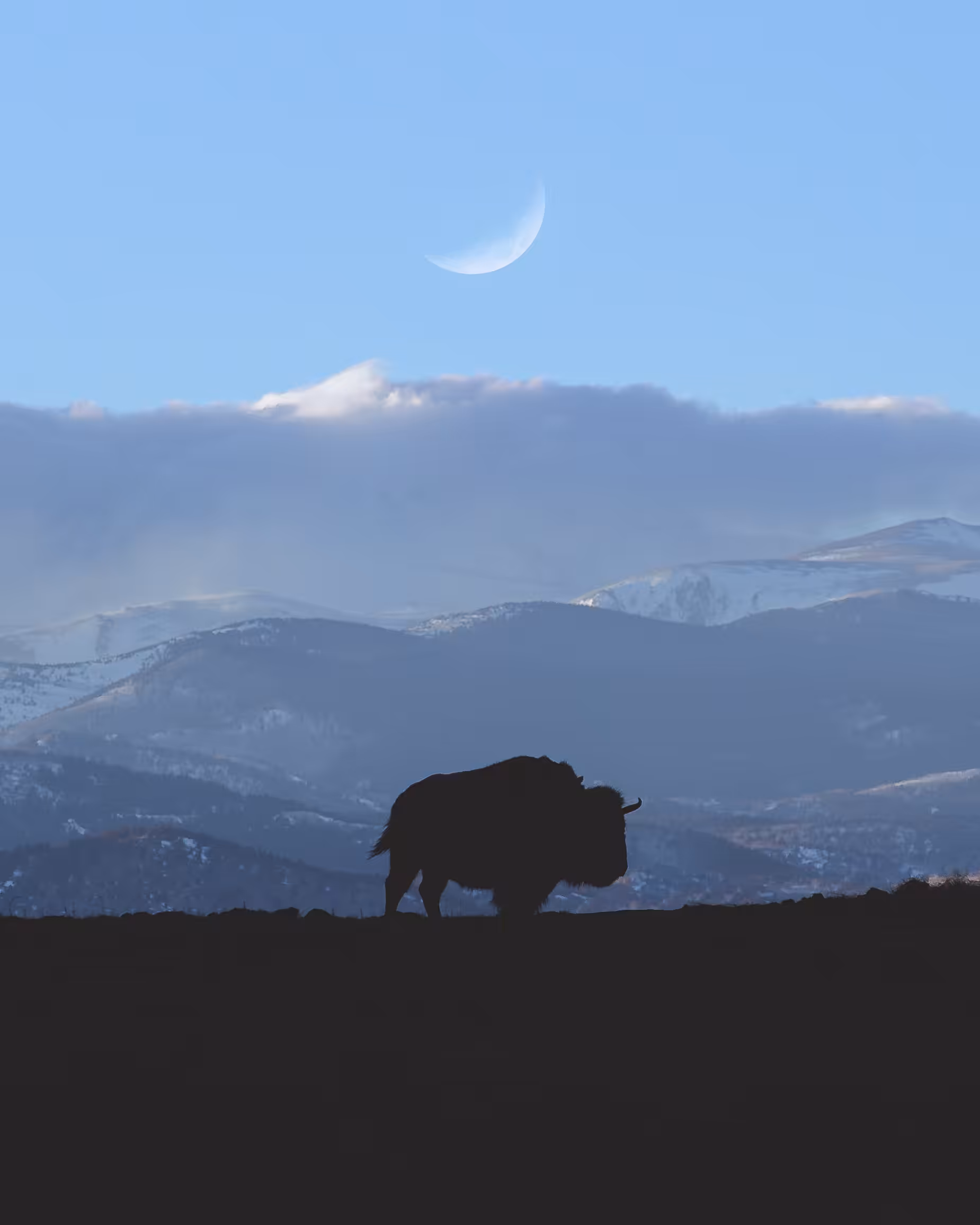Where the Buffalo Roam