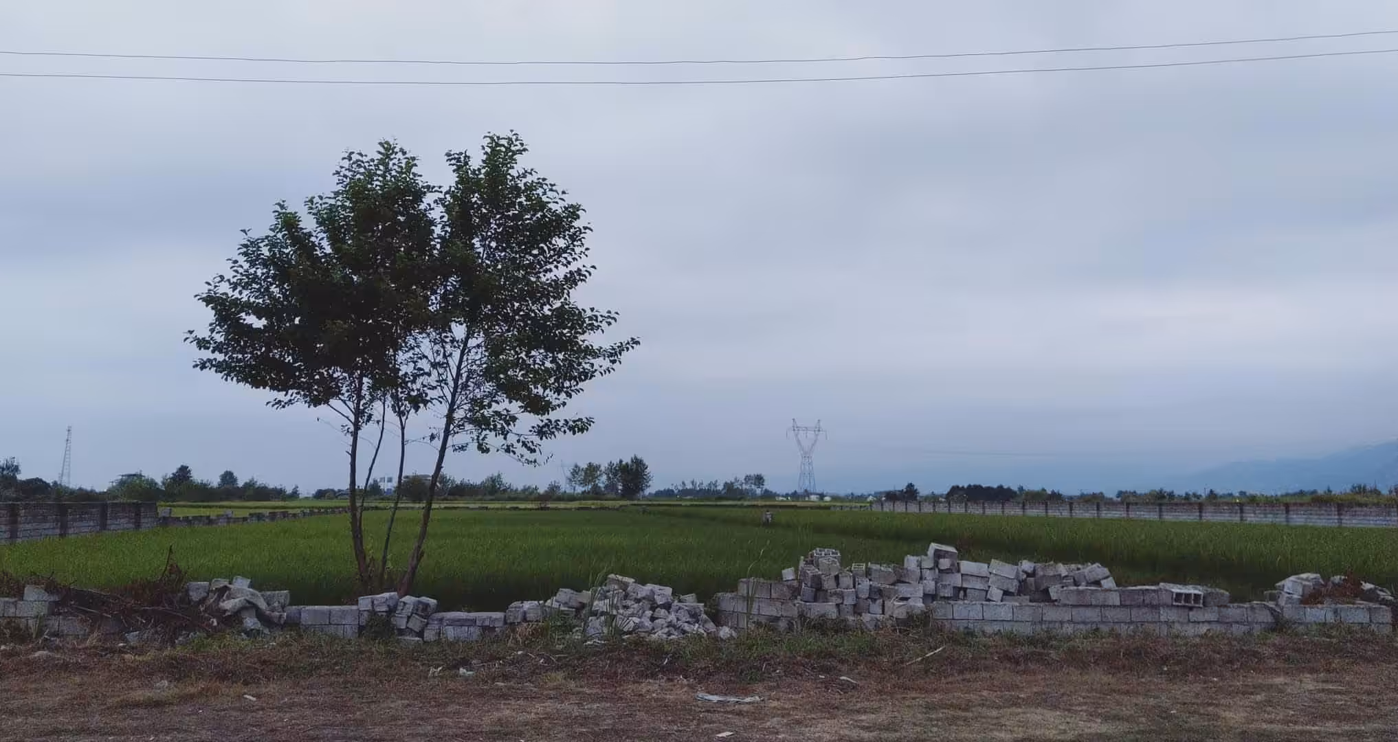 Single tree!