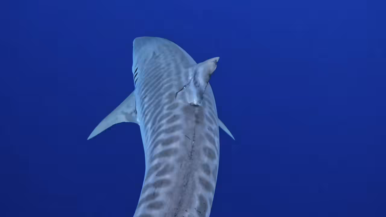 Tiger Shark Encounter