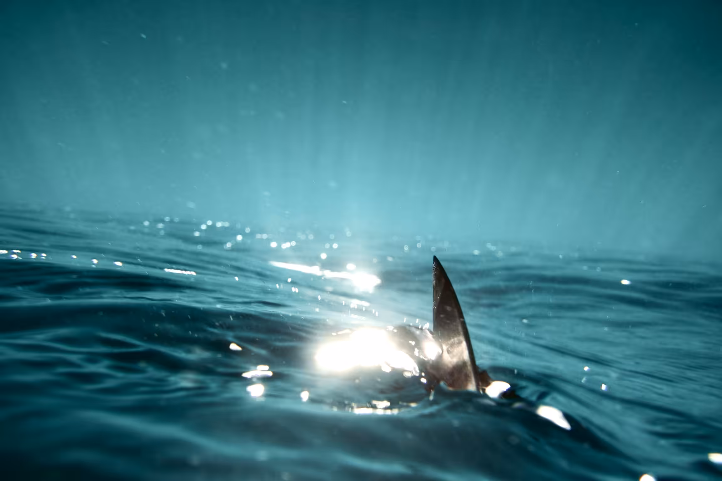 Red Sea 05