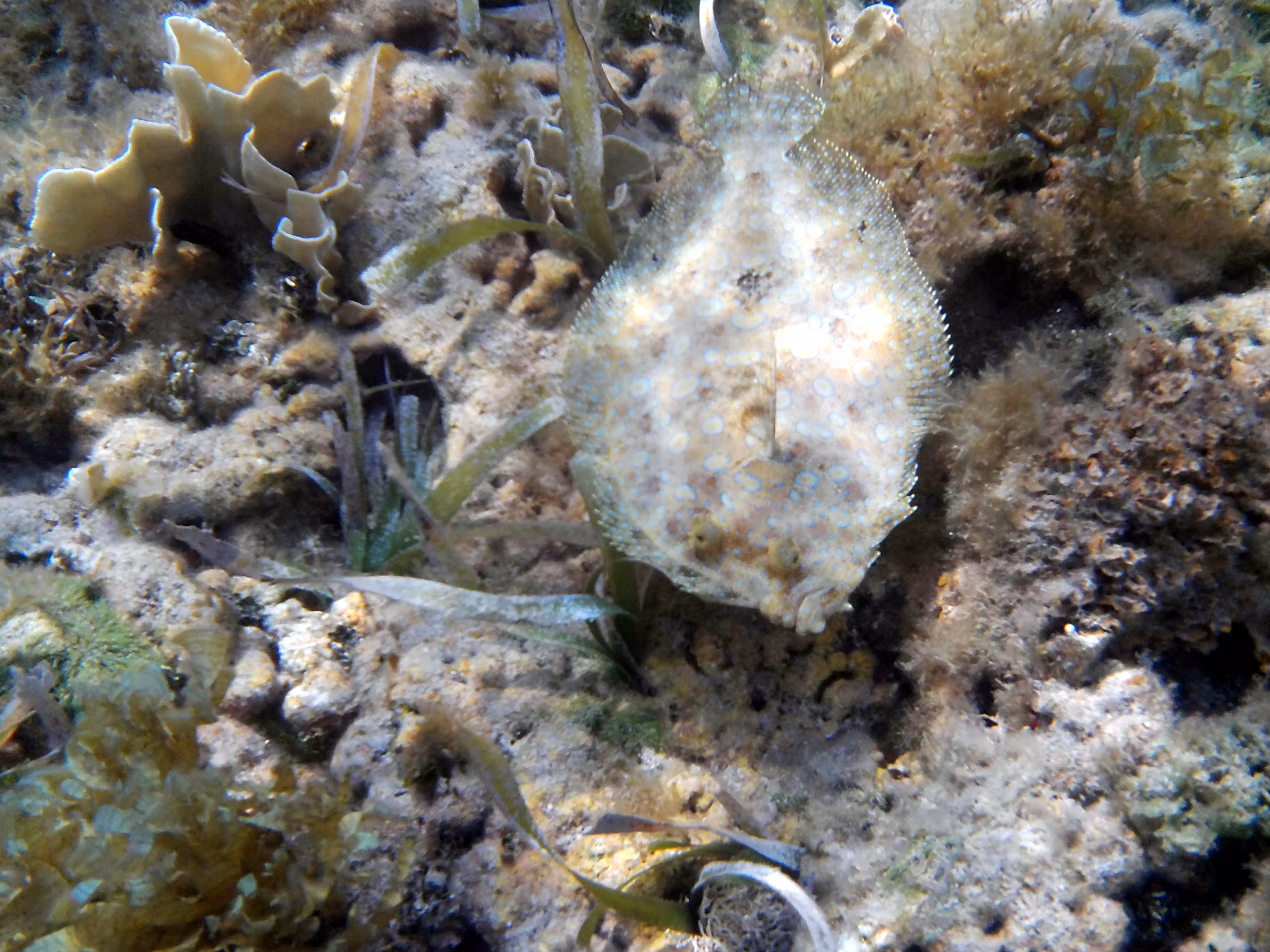 Cuba #7 - Flatfish in Underwater Paradise
