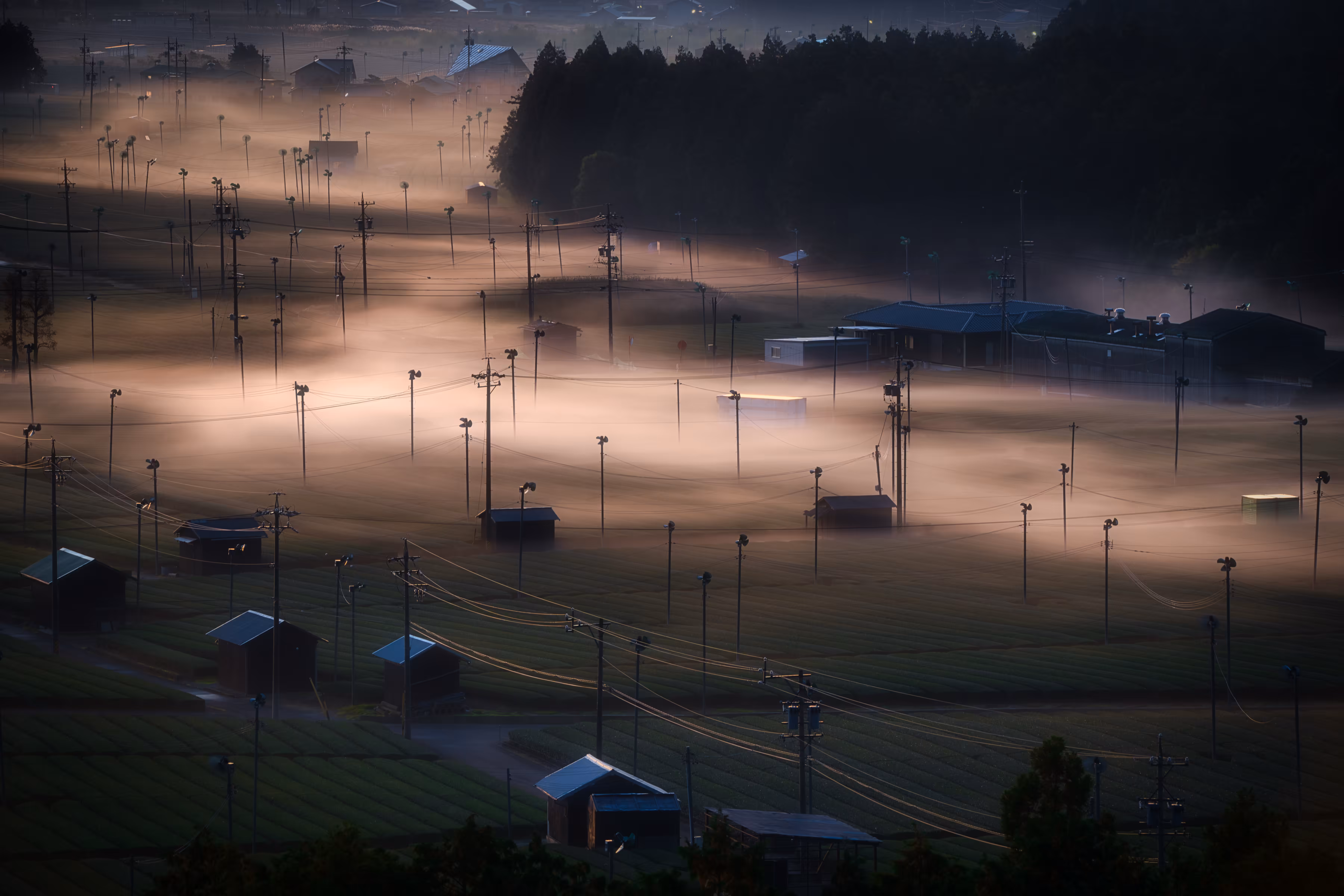 Foggy tea plantation