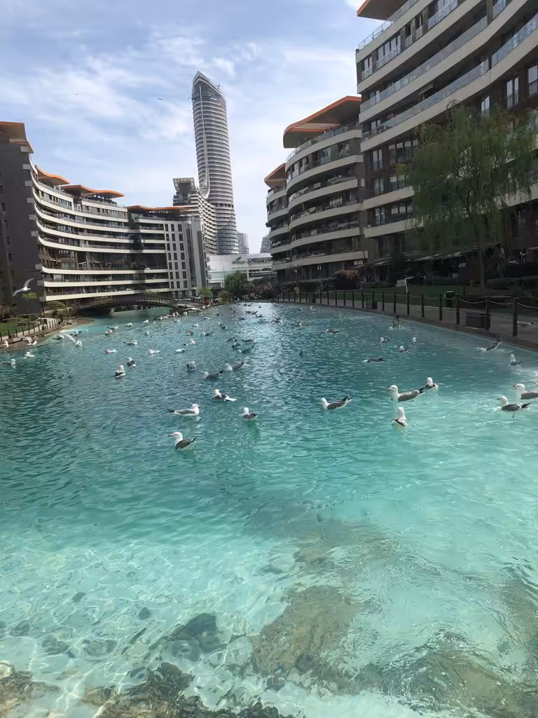 Seagulls in Lake