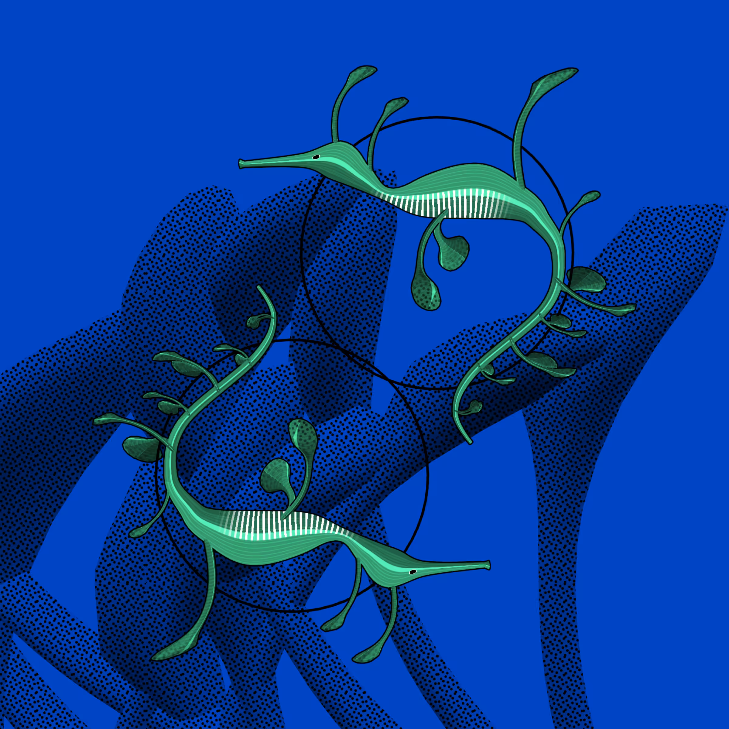 Seadragons #830