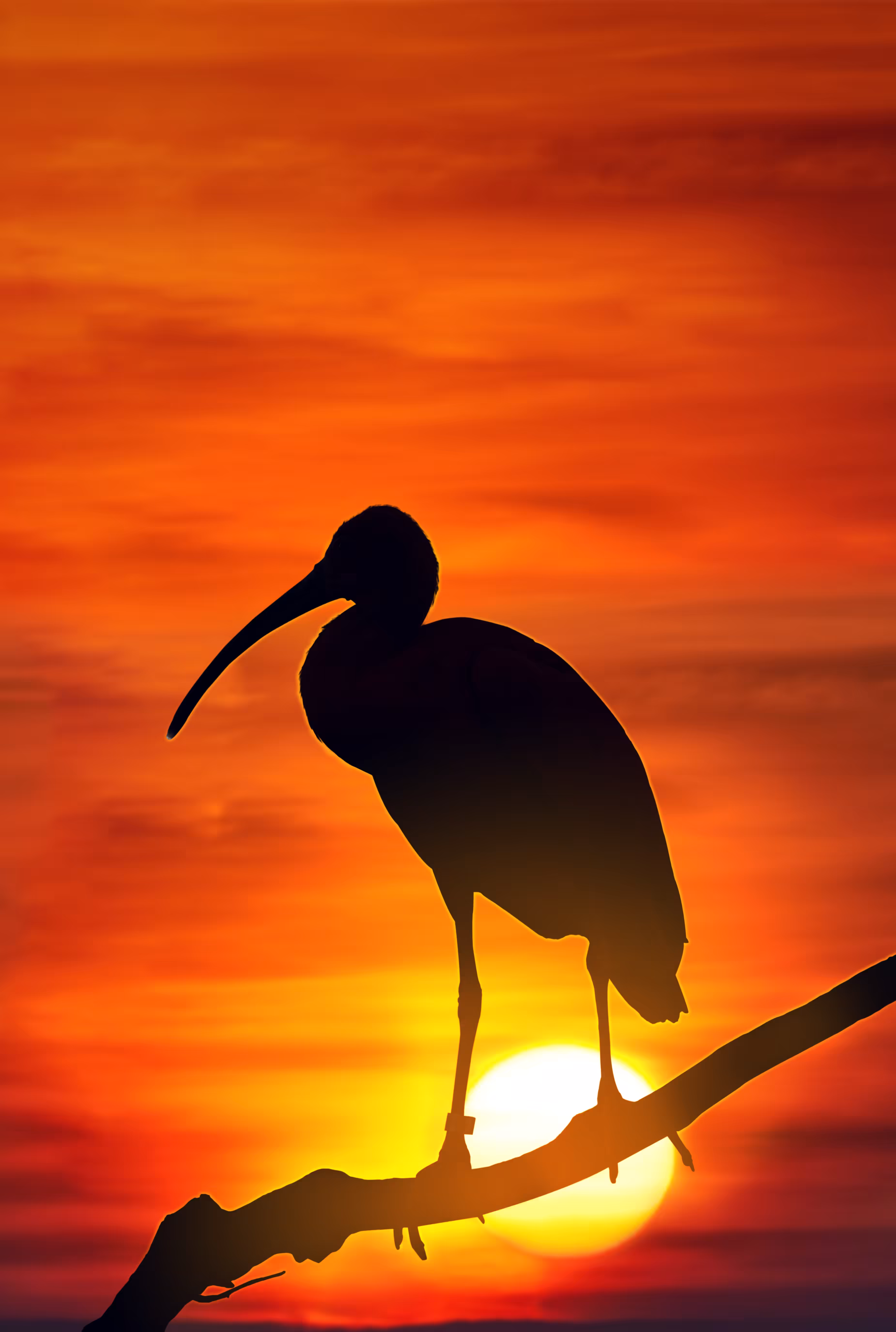 Setting the sun