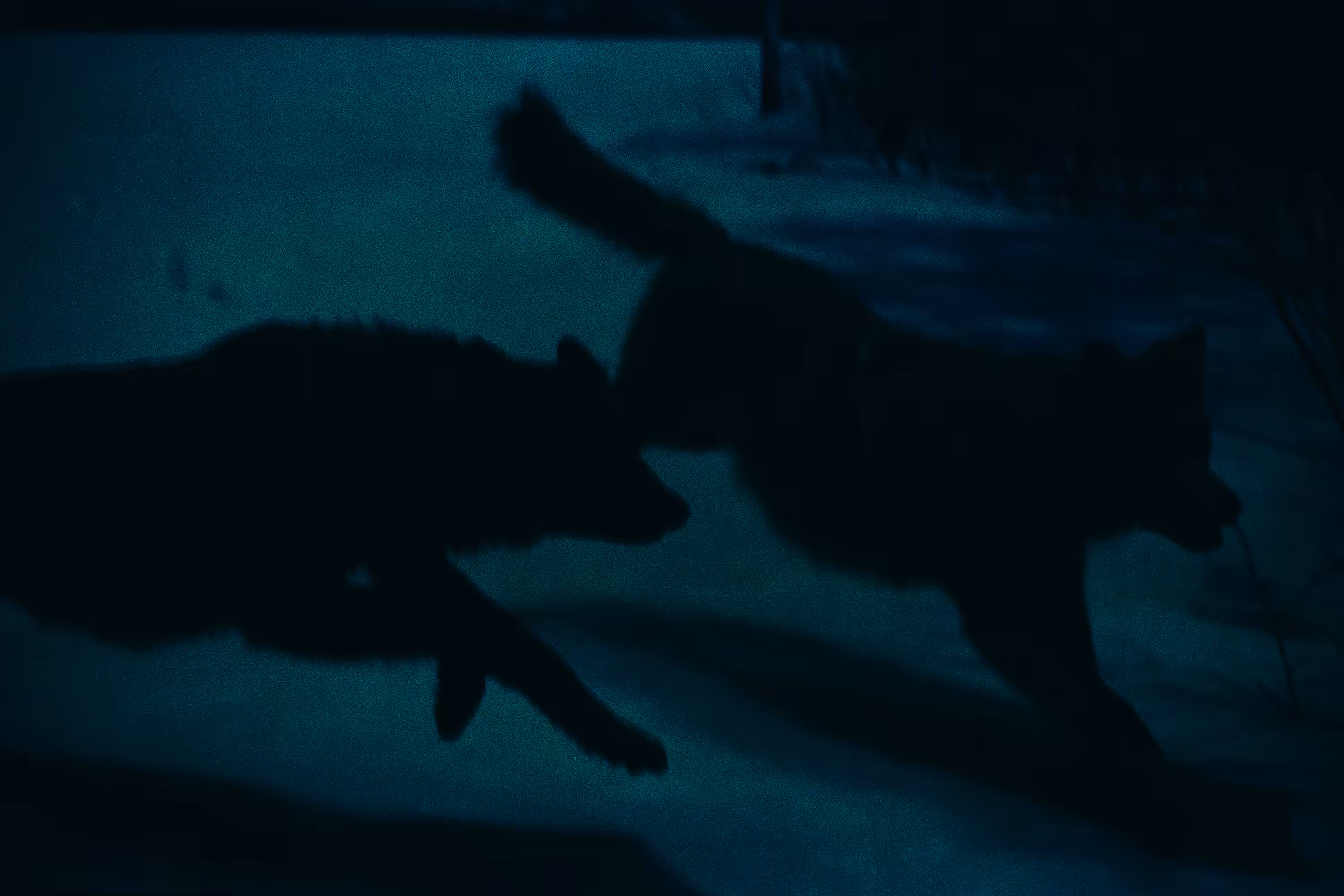 Wolves on display, New York, NY, 2017