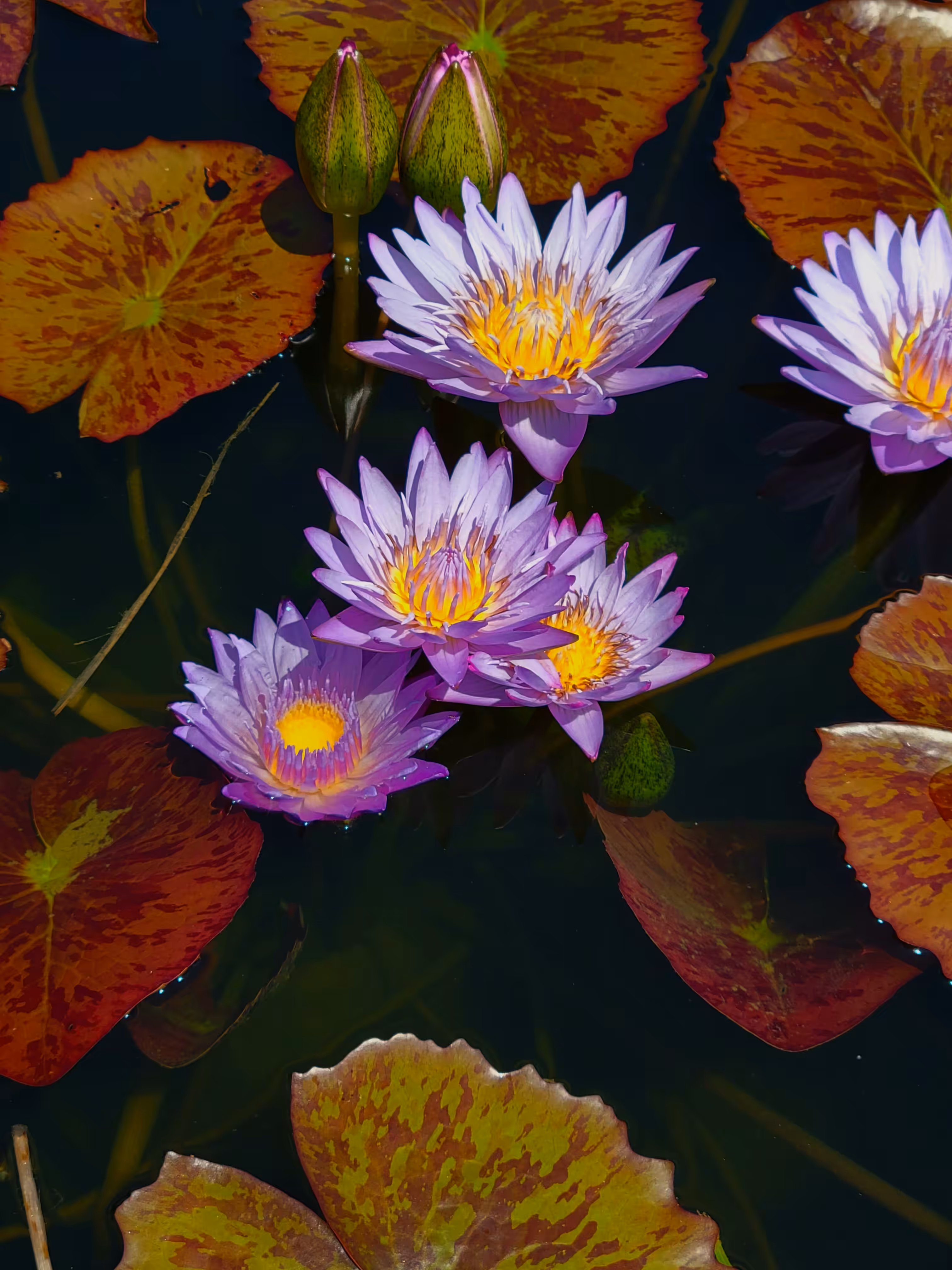 Lotus - Tez Flowers #3