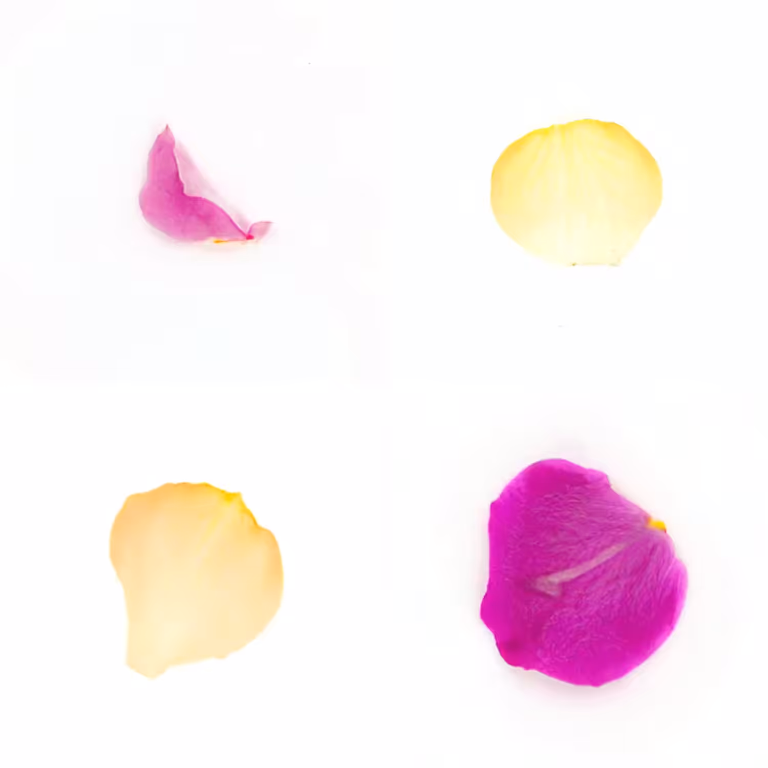 Infinite Petals 2x2#3530