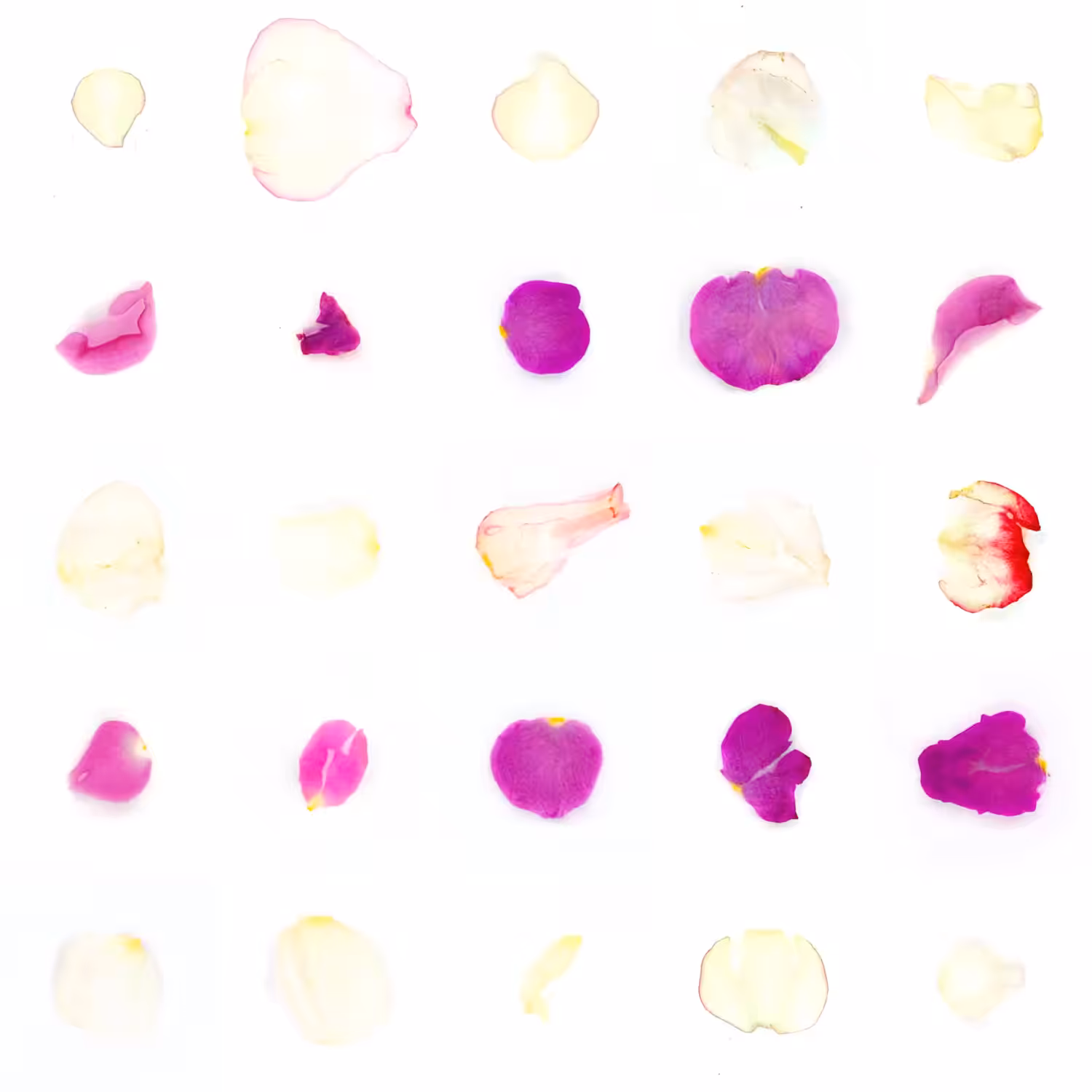 Infinite Petals 5x5#20334