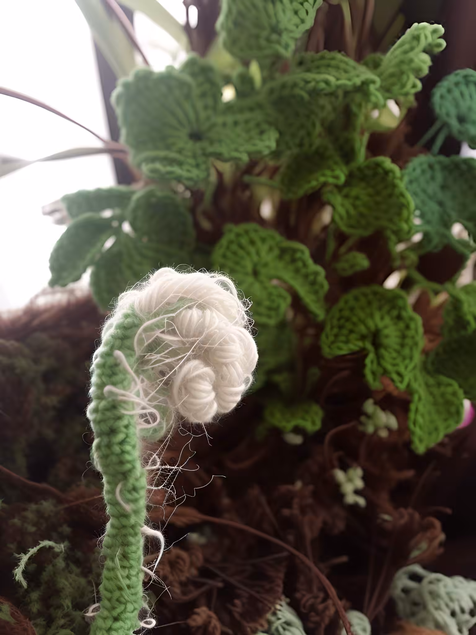 Fern Sprout
