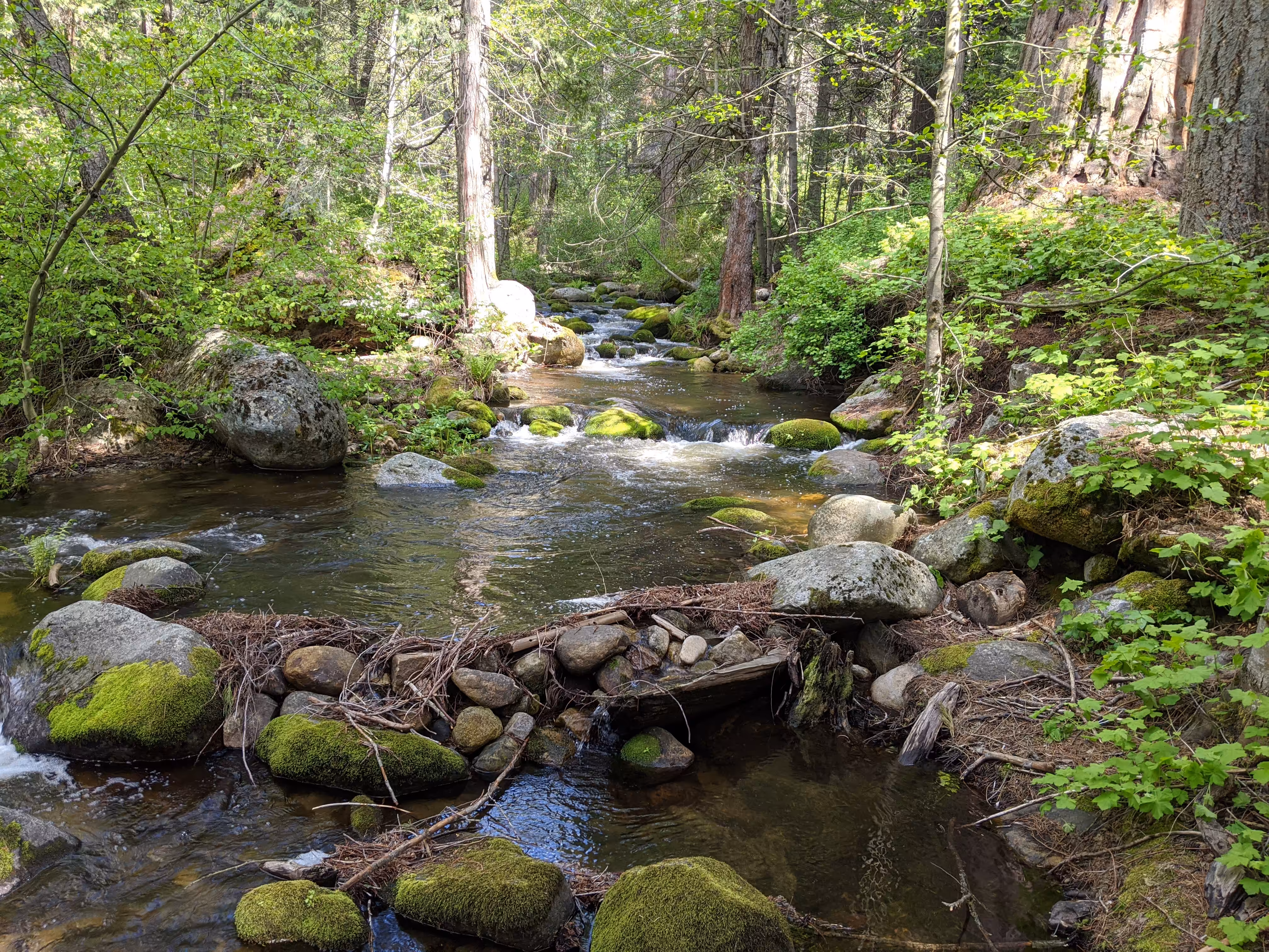 Objkt #6 Sequoia National Forest_Camp Belknap I