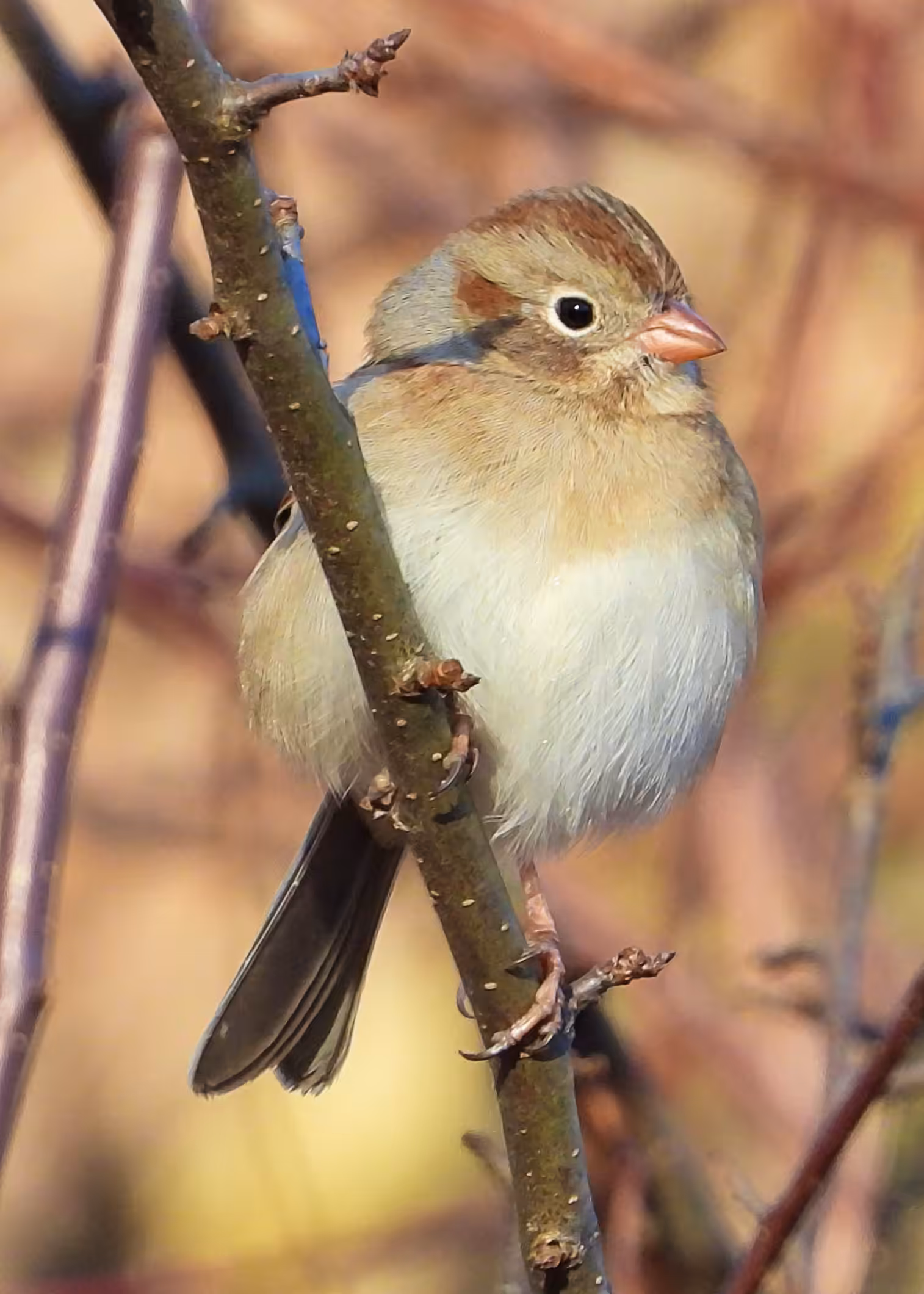 Flocksourced #008 - Field Sparrow