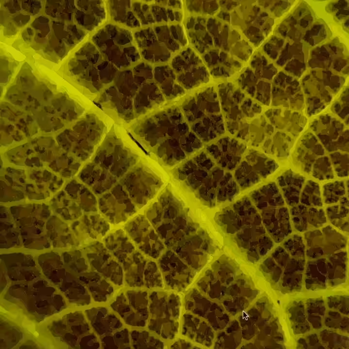 Leaf Fractal