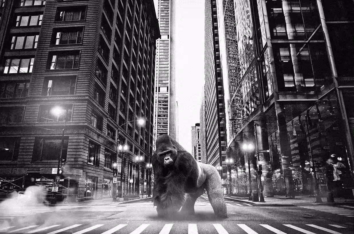 Gorilla in the mist