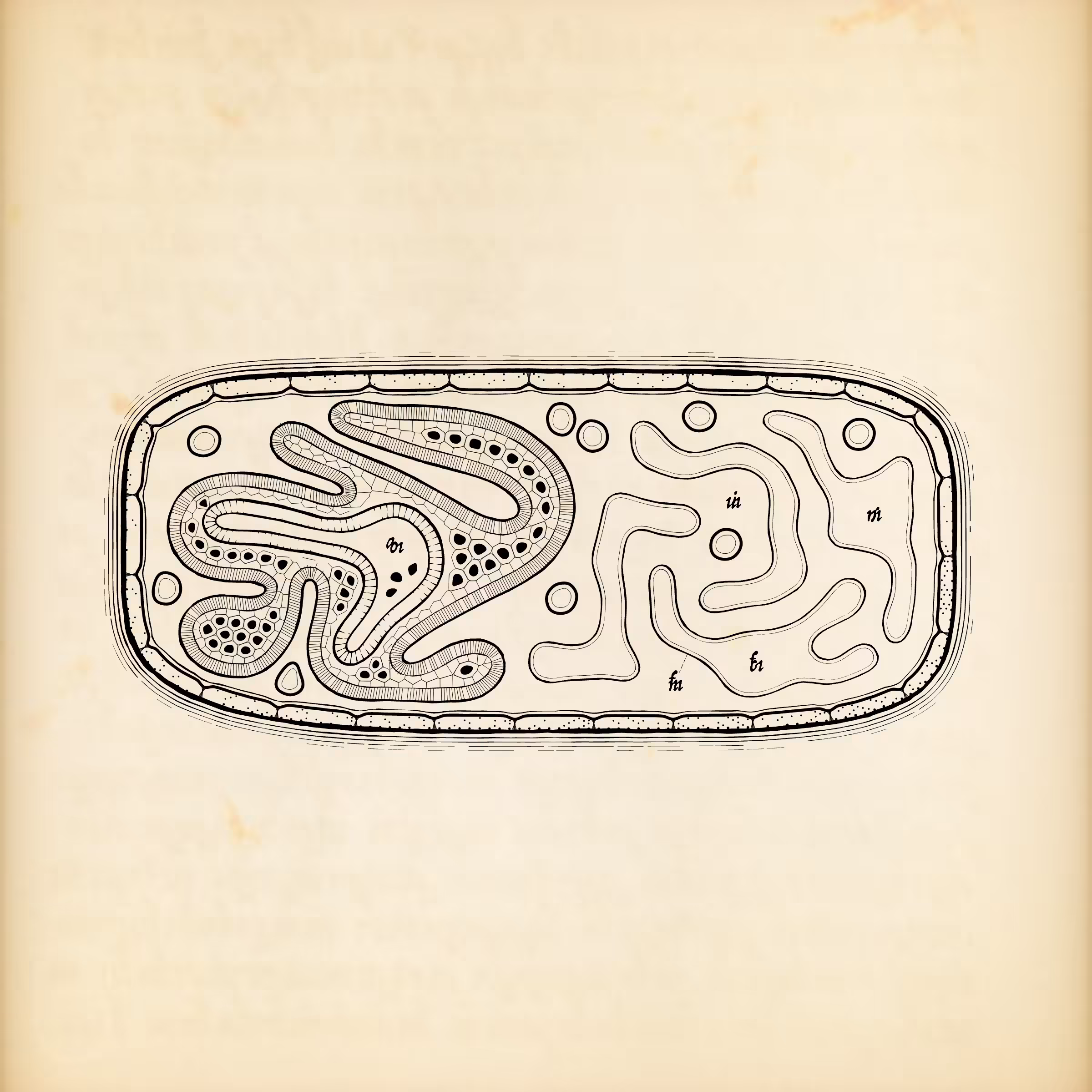 Cytographia #392