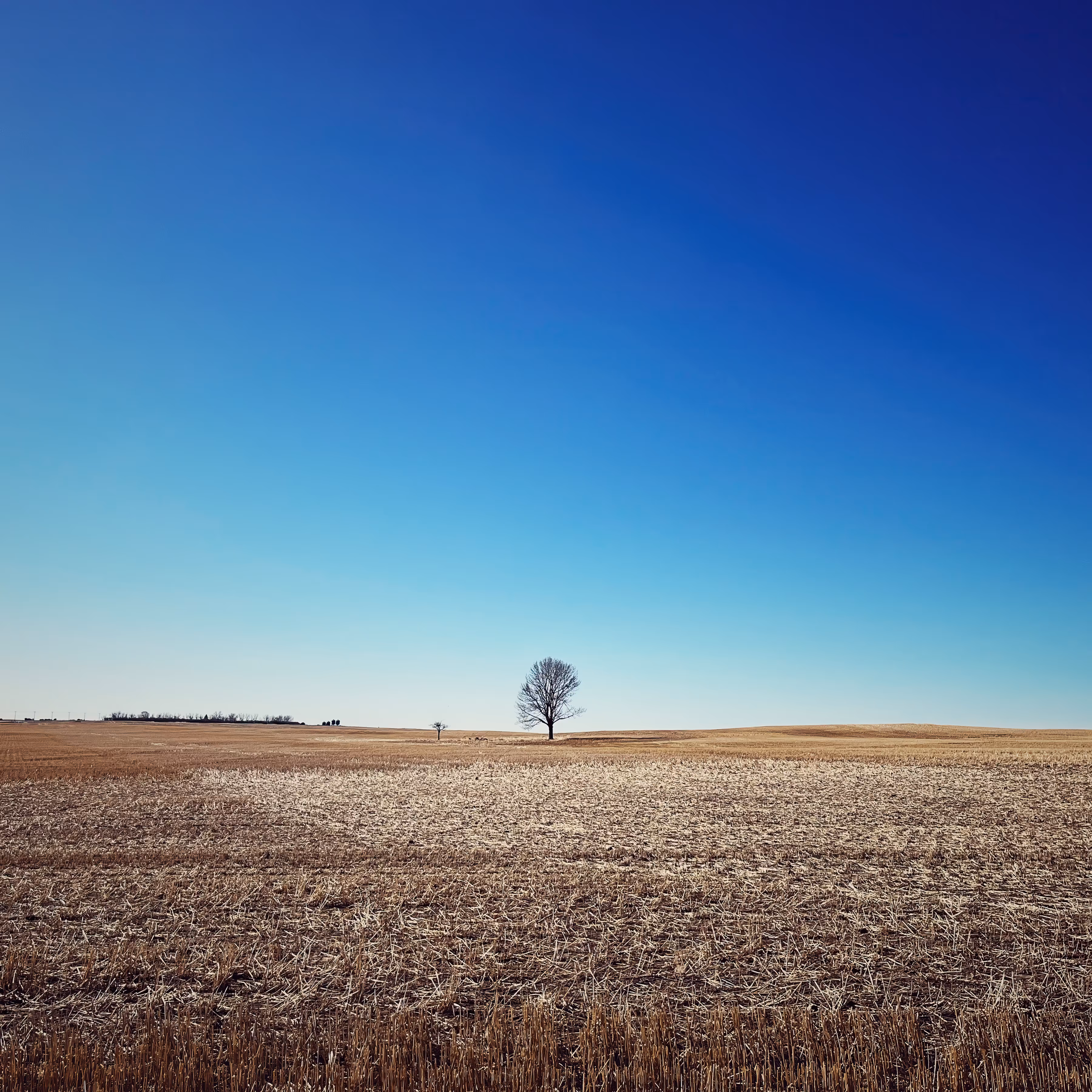 Lonely Field Tree 38