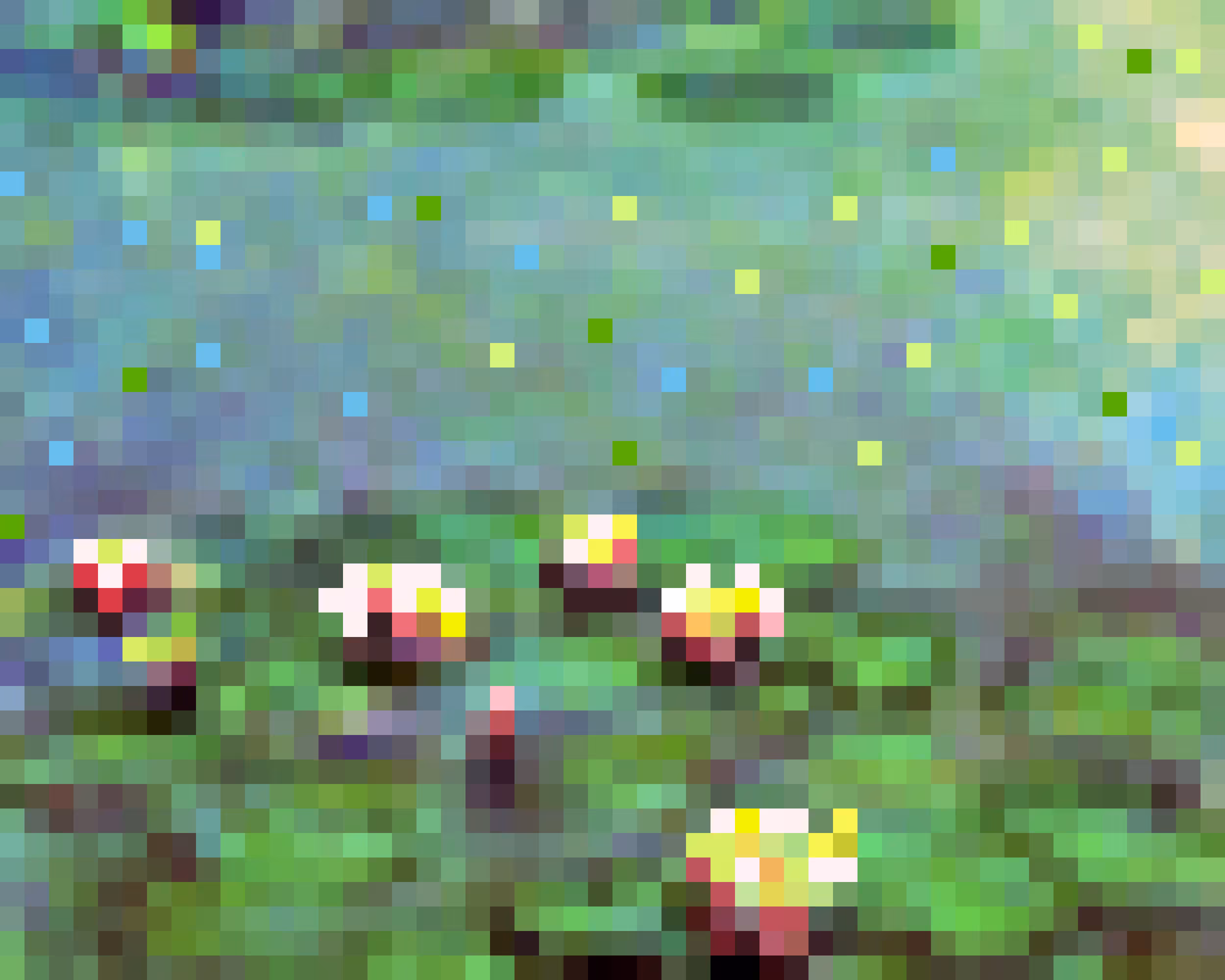 Water Lilies