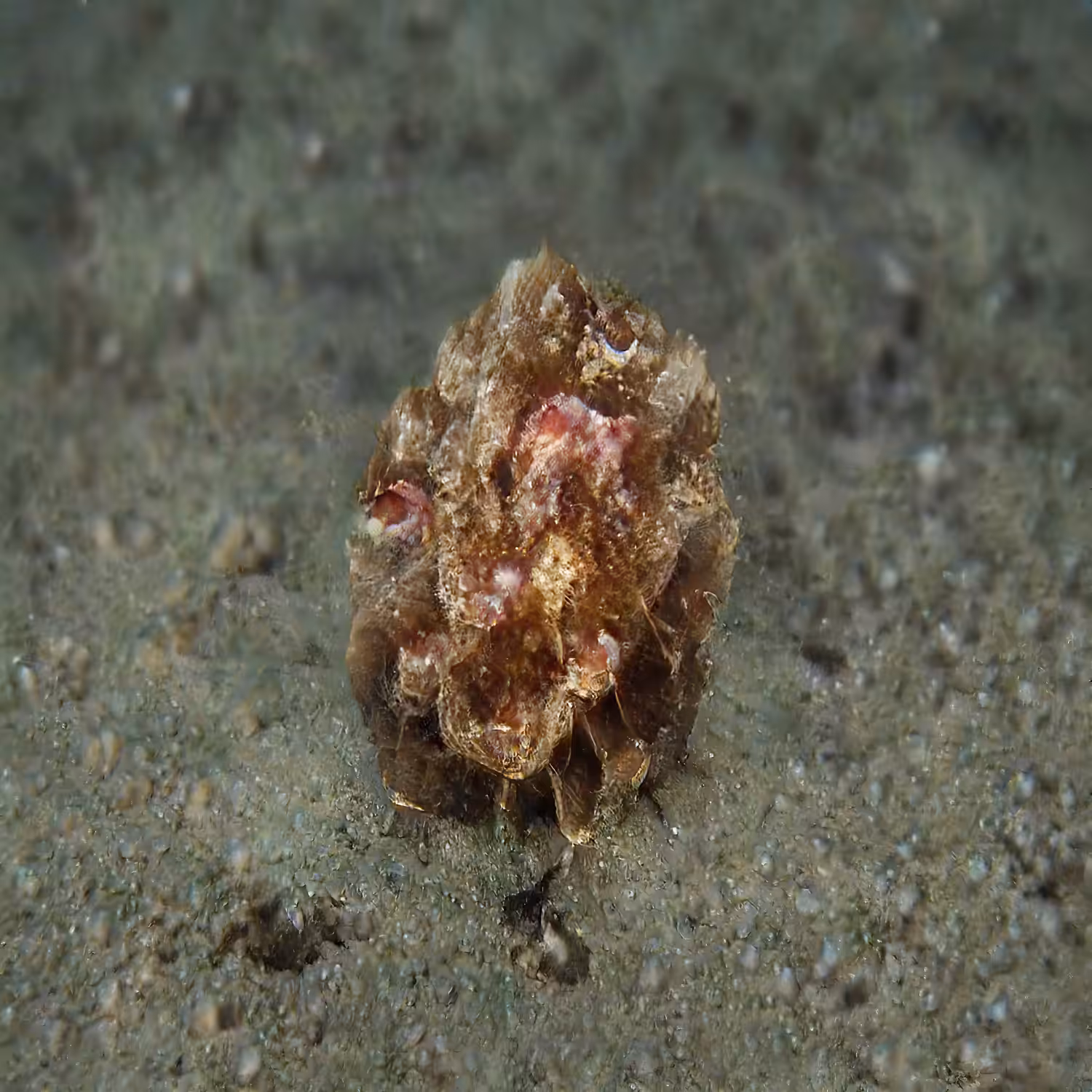 radical_scyphozoa_love