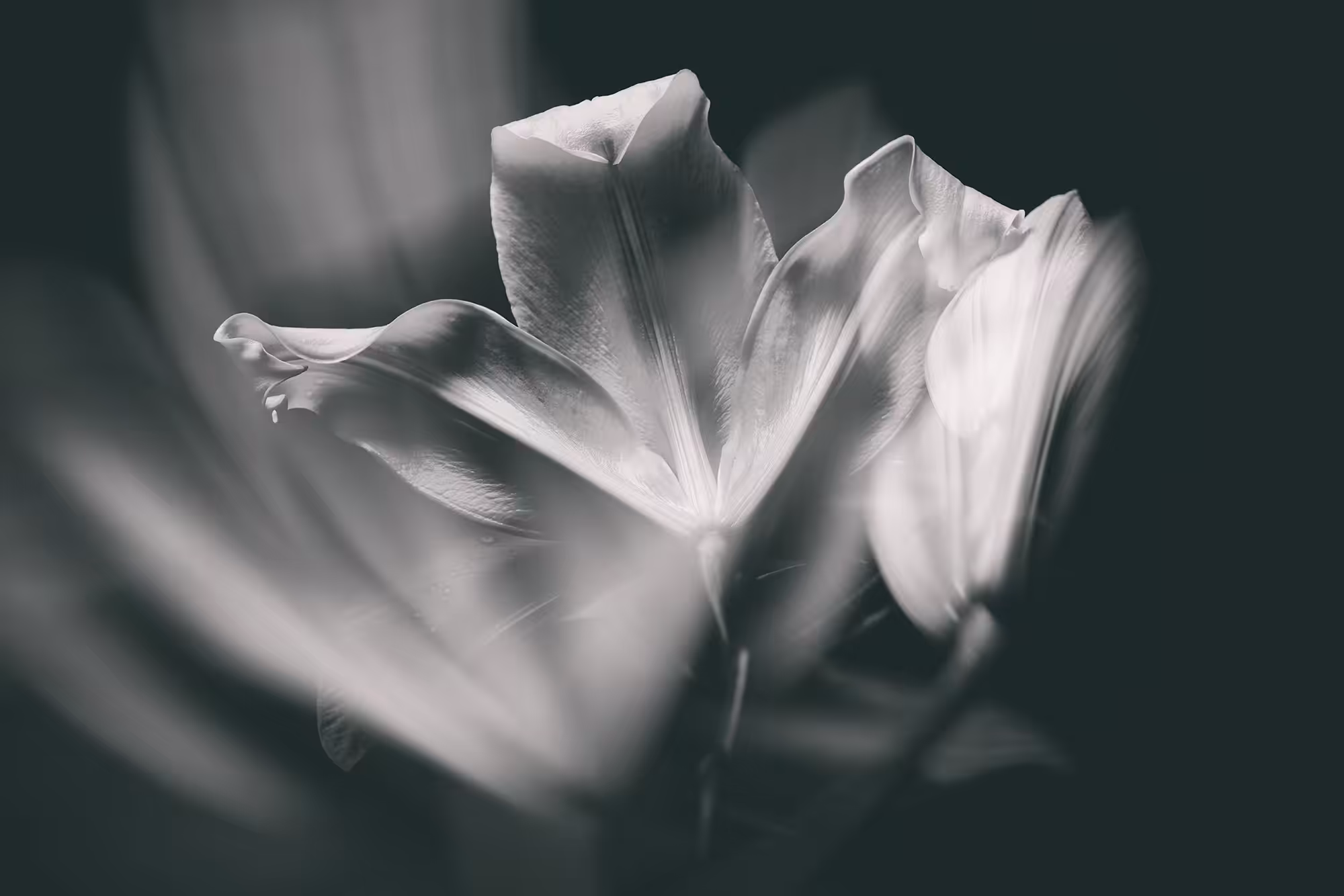 dream flower