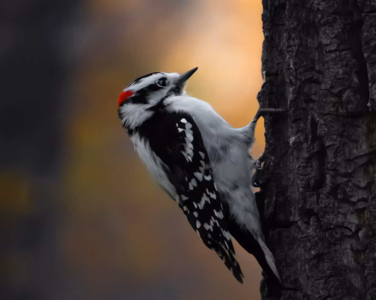 Little Spirit Of The Woods