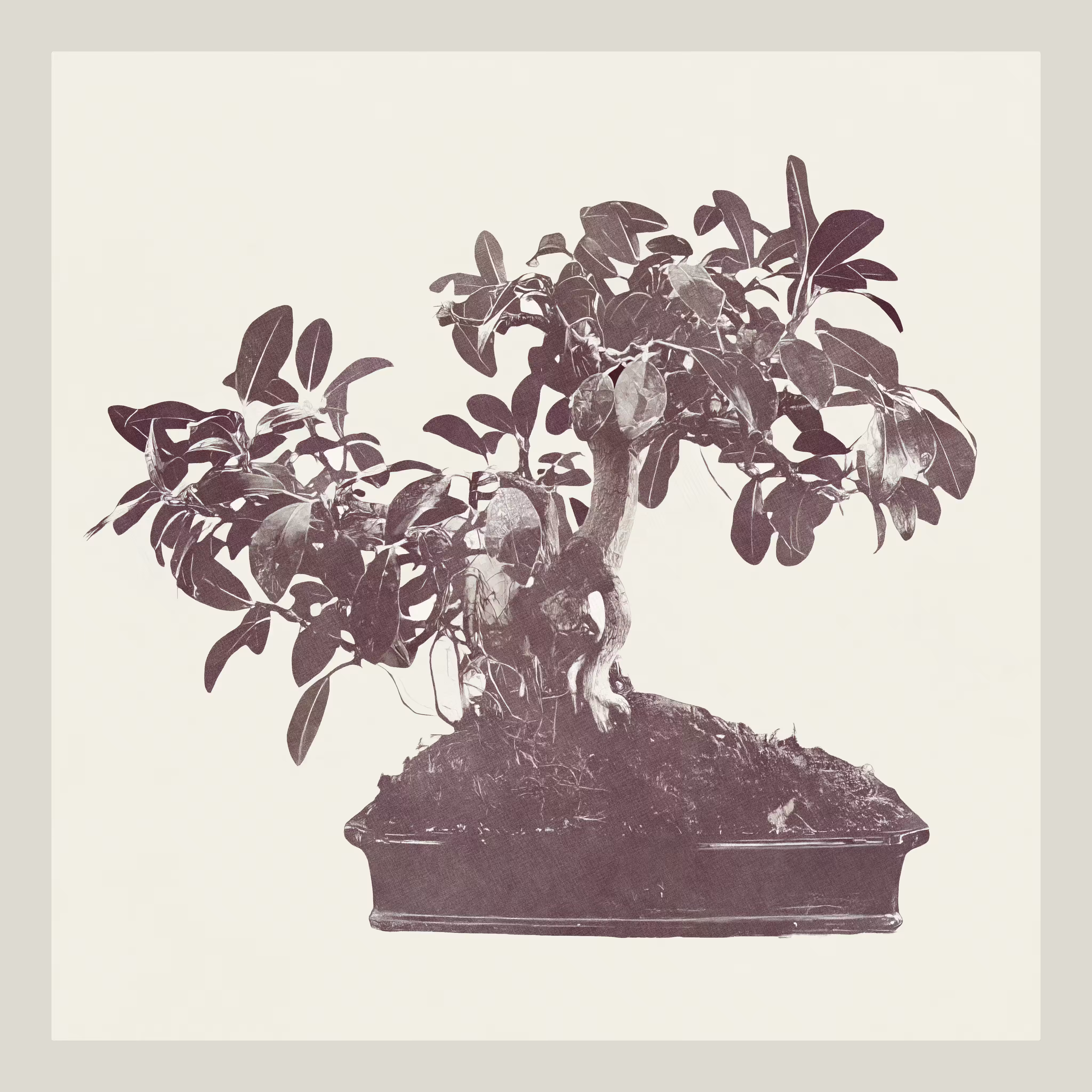Ficus Retusa Bonzai generative tree