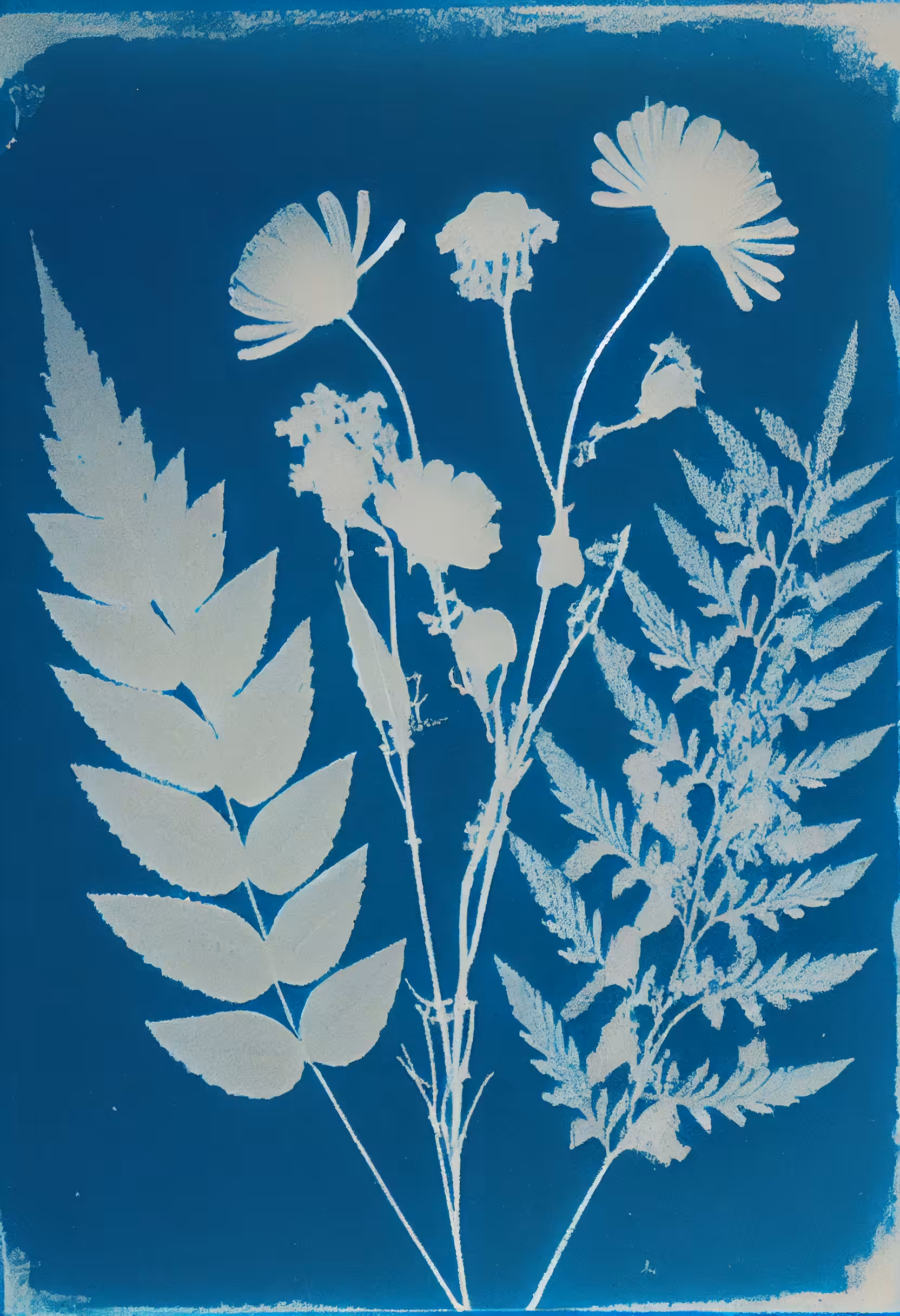 Garden Specimens, Photogenic Drawing (cyanotype), 1842