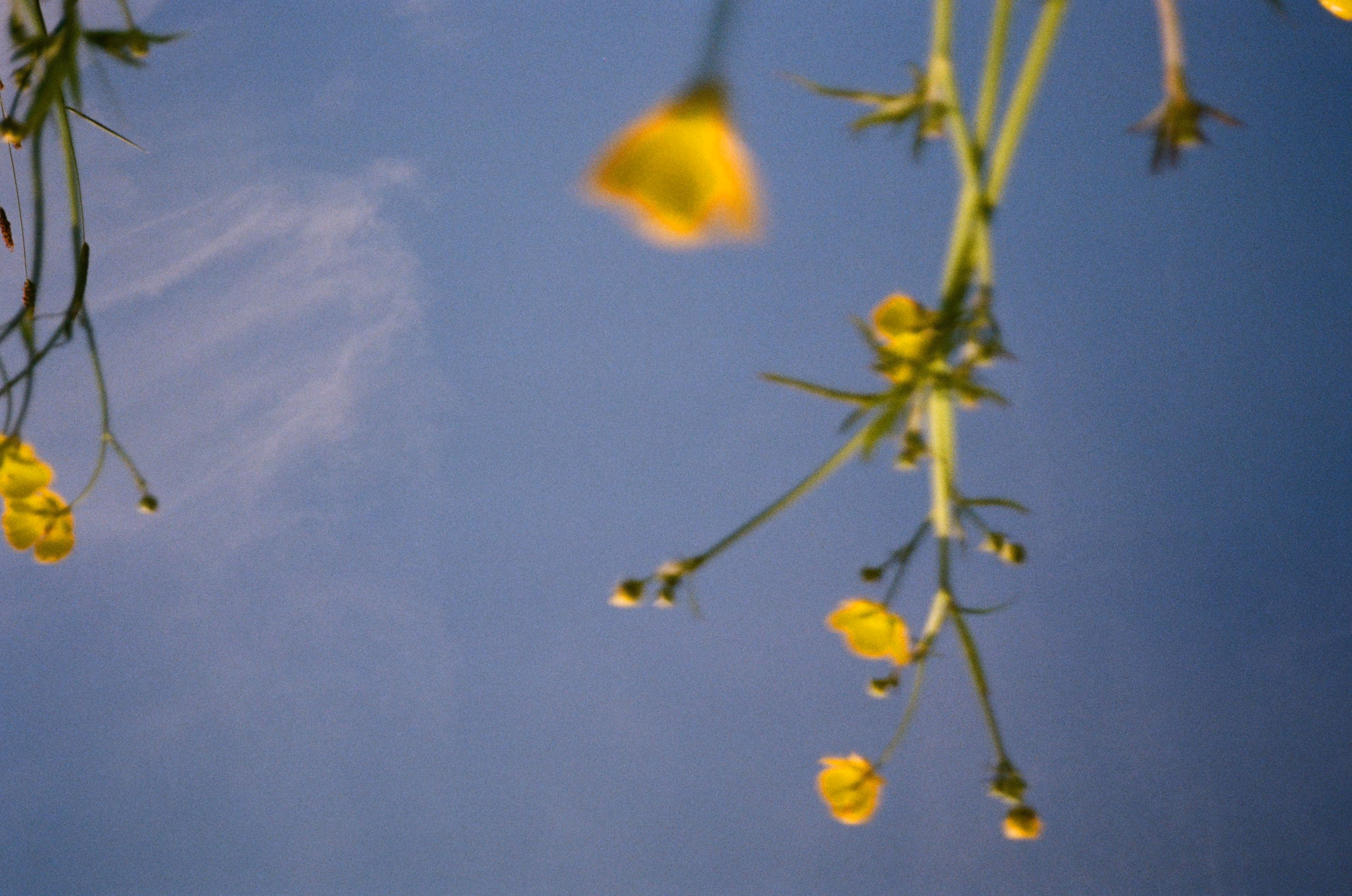 Rodeo posts: Flower gazing