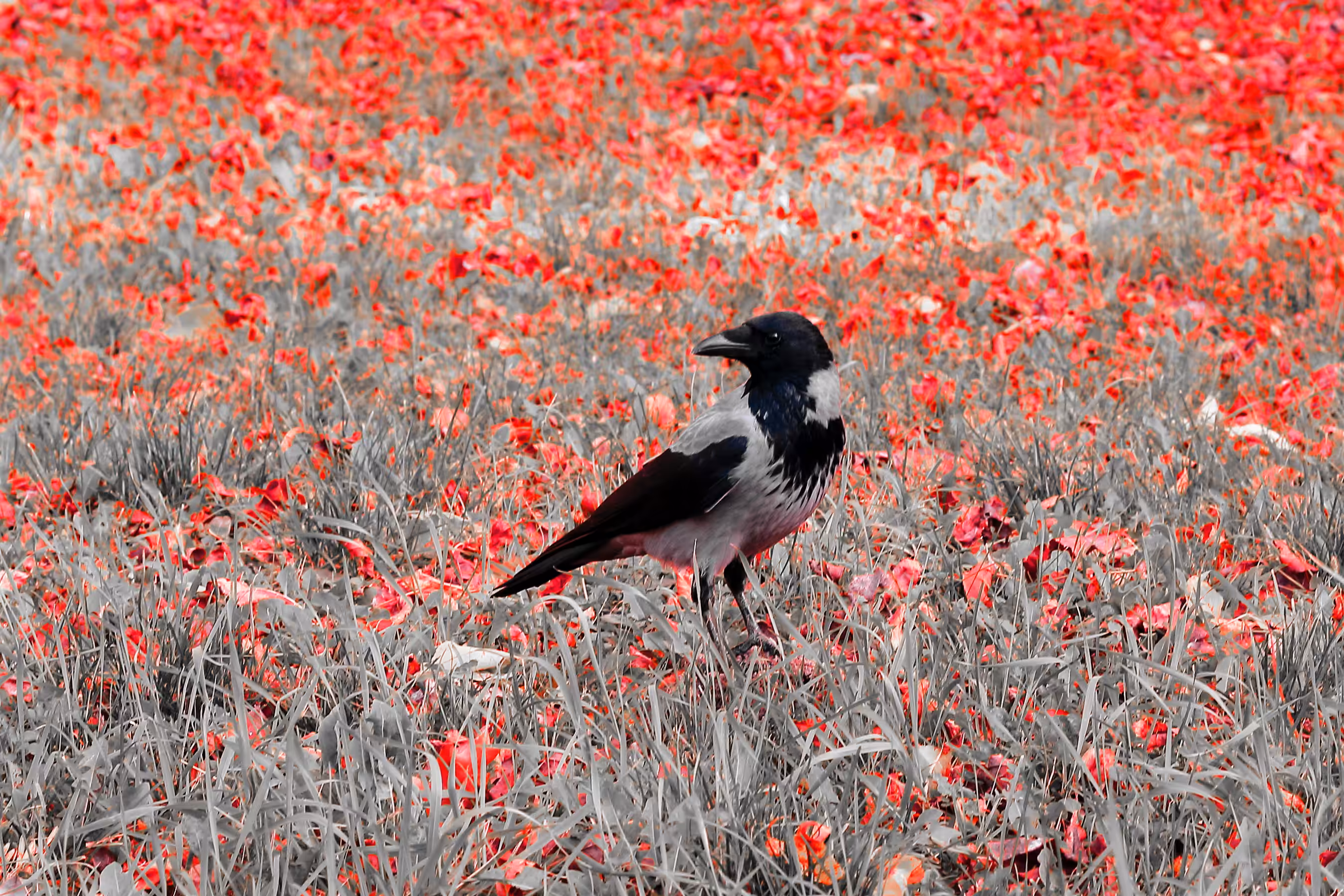 crow