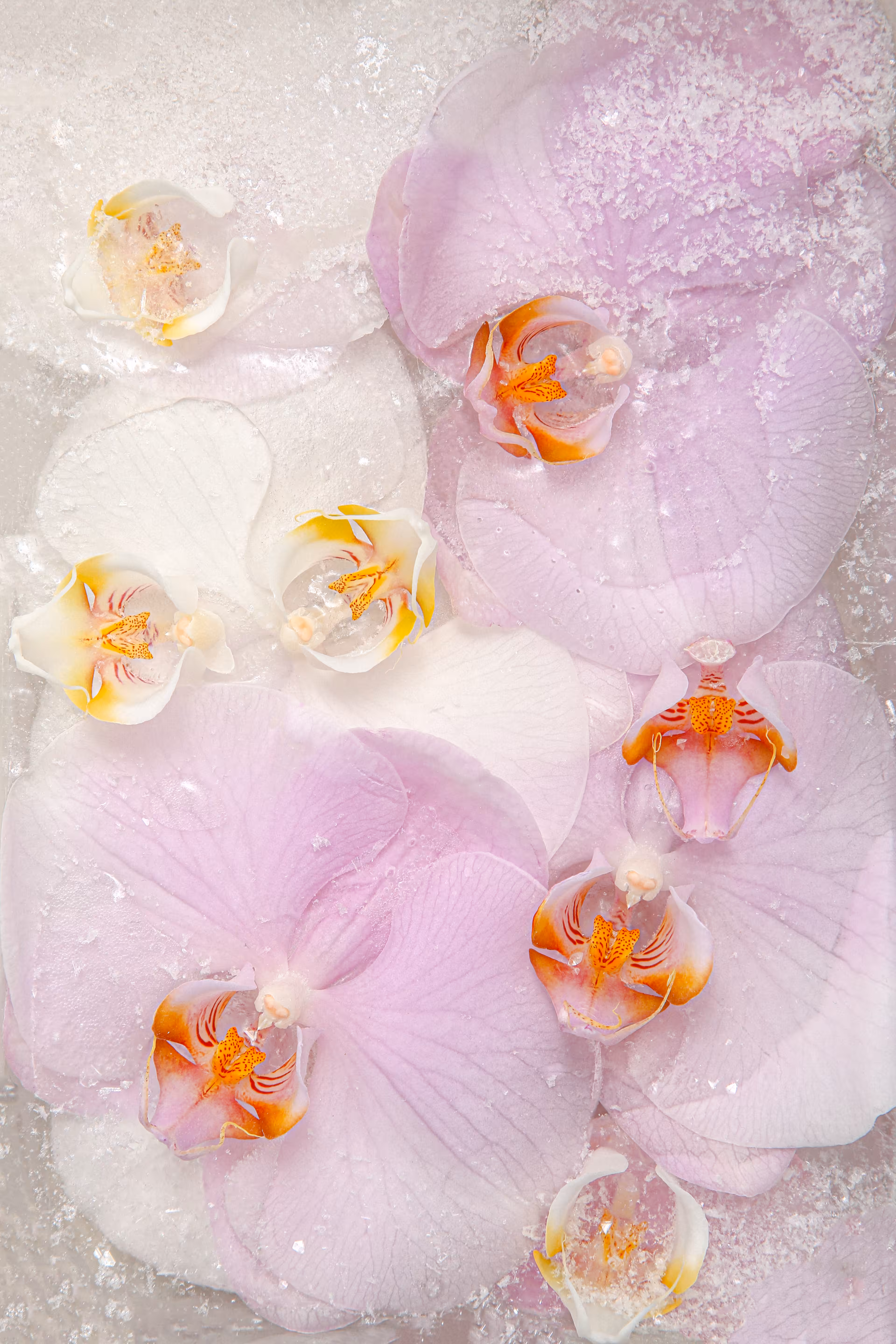 Blessed By Orchids 