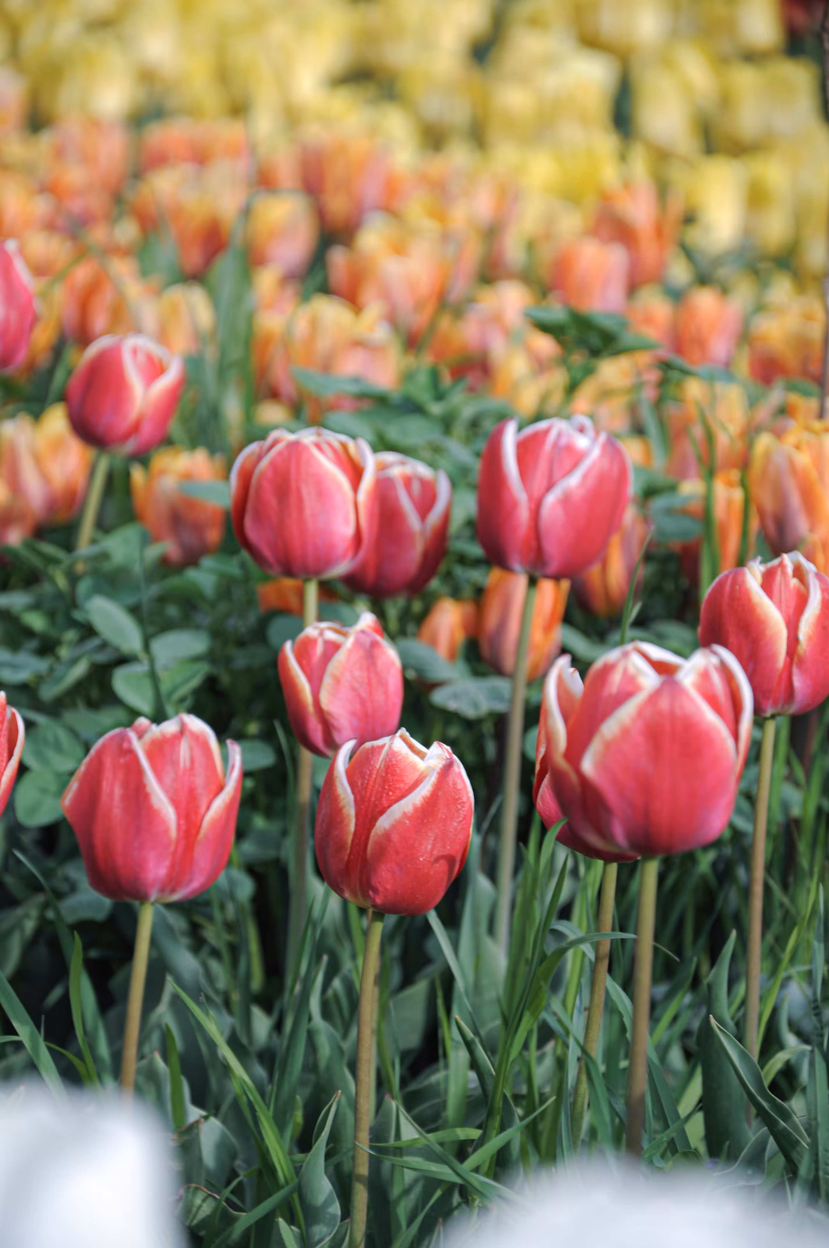 flowers: The Secret of Red Tulips