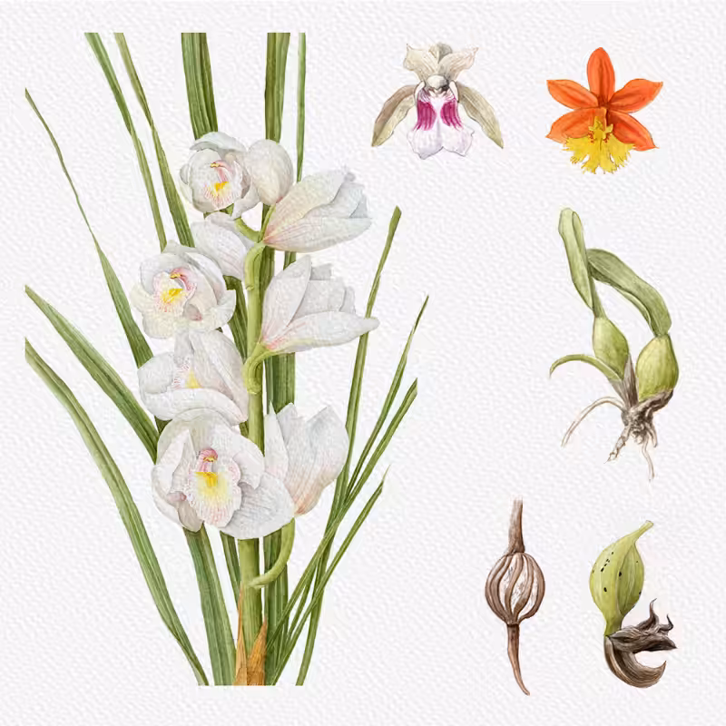 Botanical Illustration - Orchids 1 #38