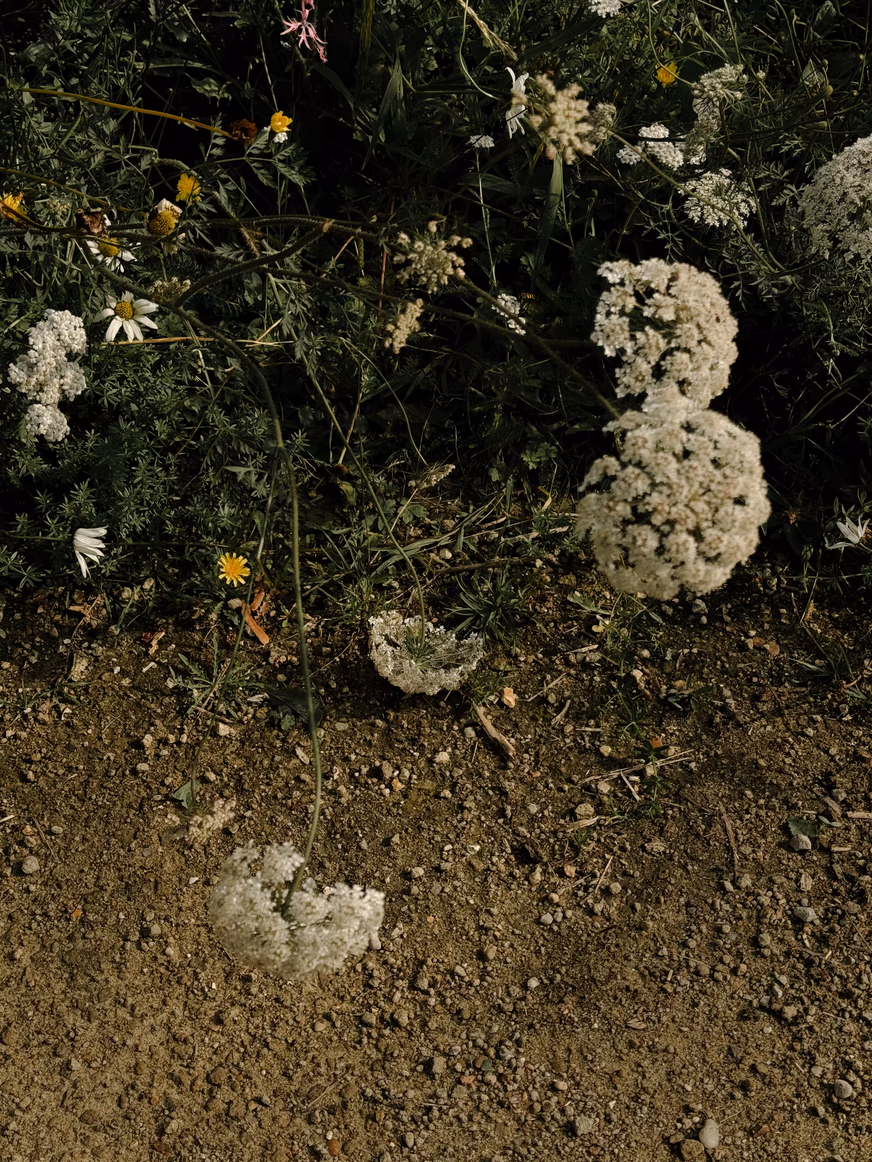 Wild carrot