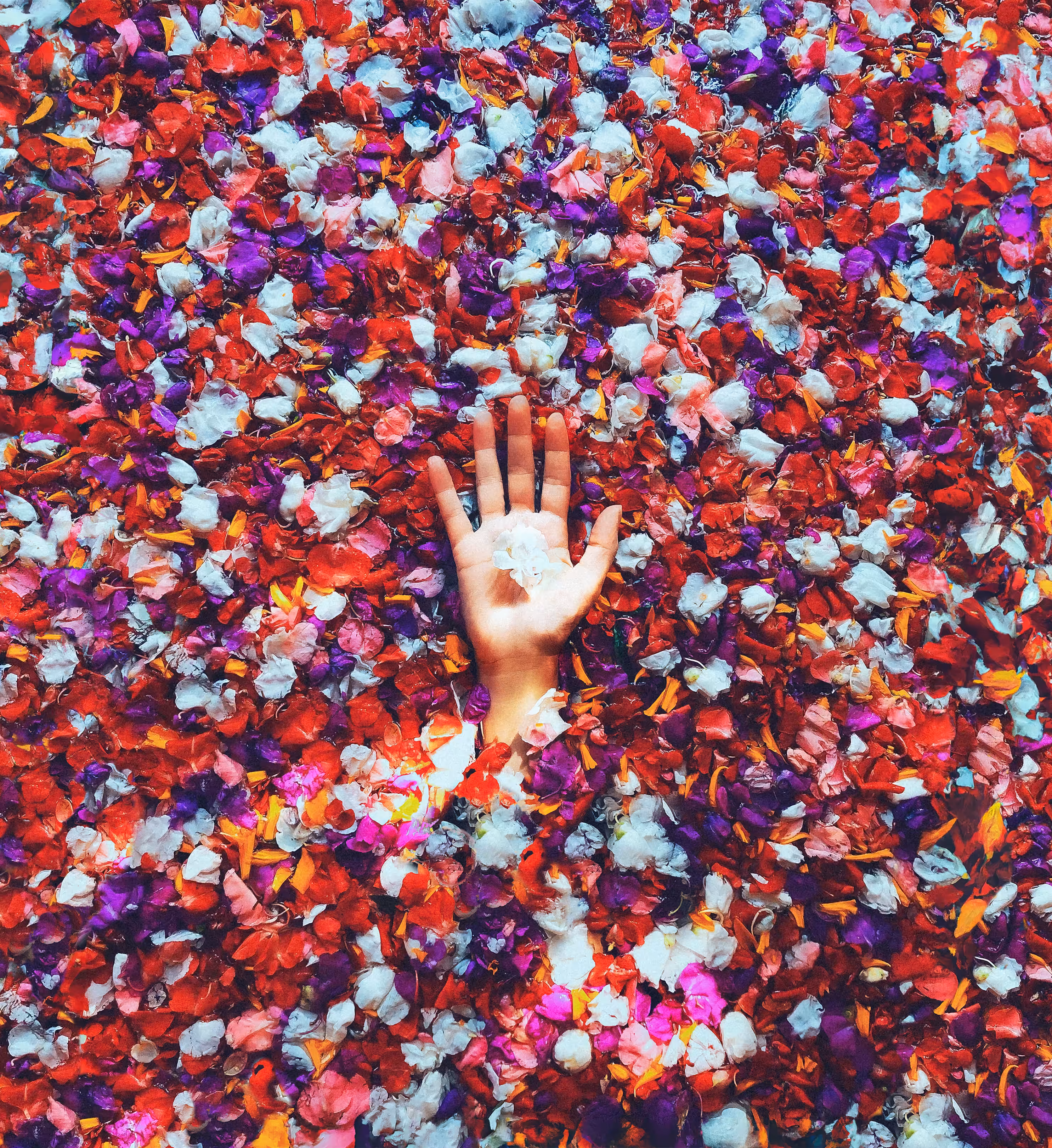 Samalot Editions: love and flowers
