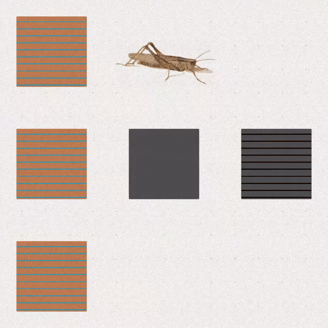 Grasshopper #59