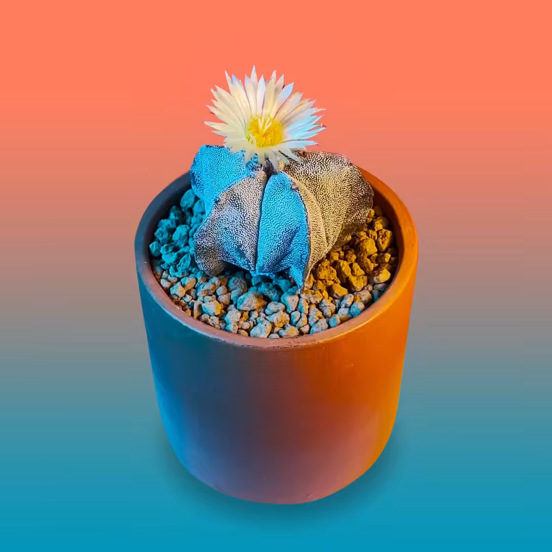 Astrophytum myriostigma
