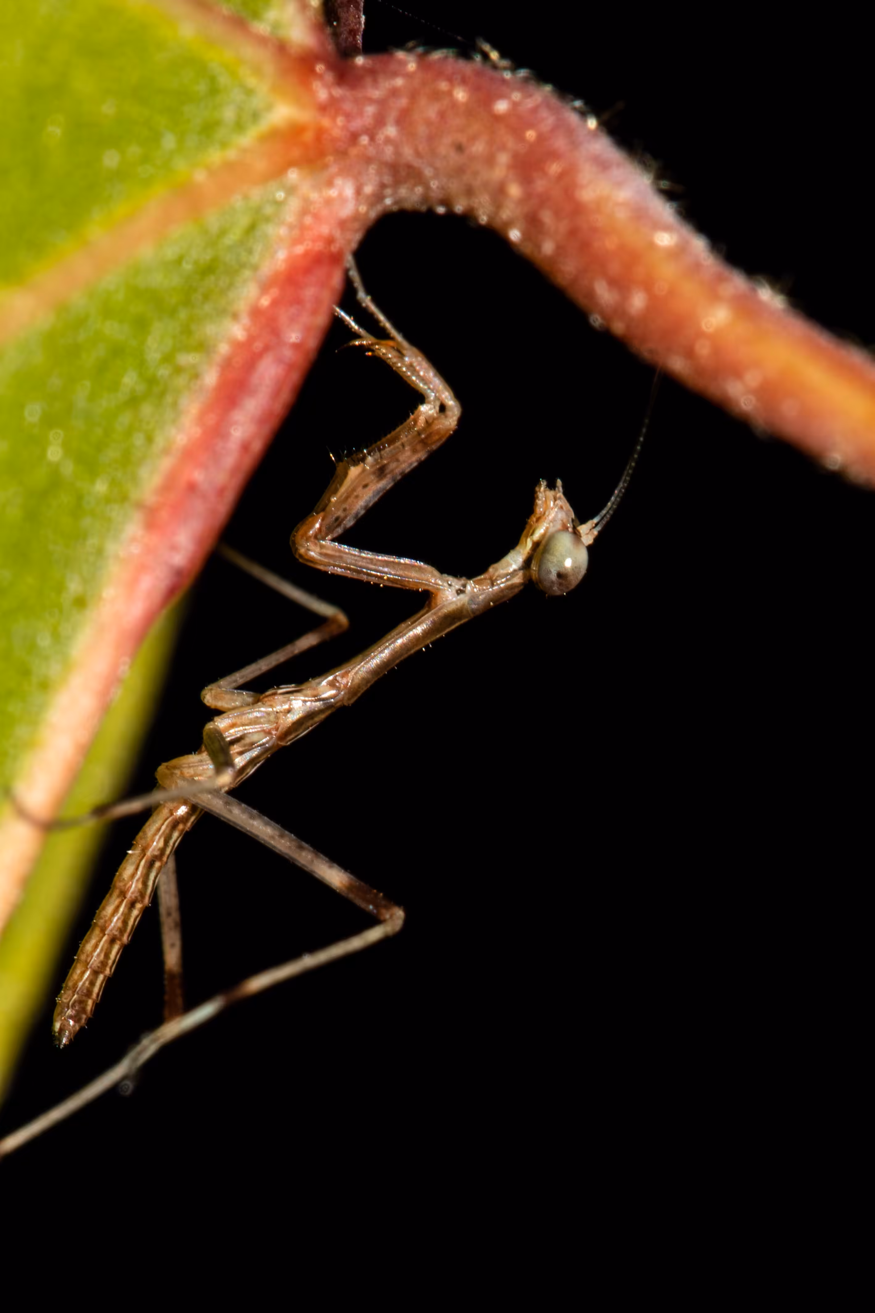 Baby praying mantis
