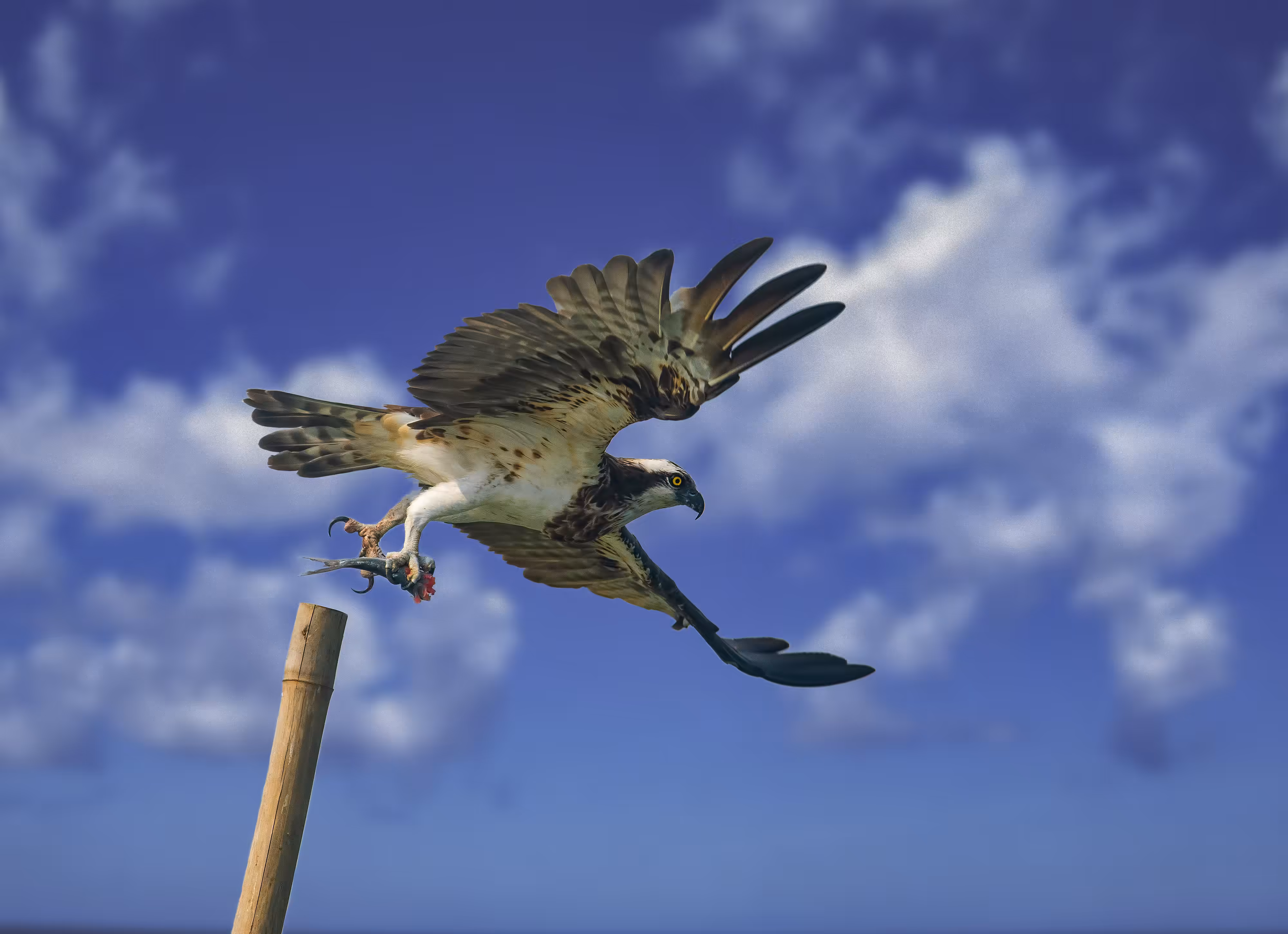 Osprey