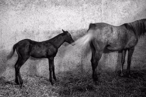 Story Of The Horses