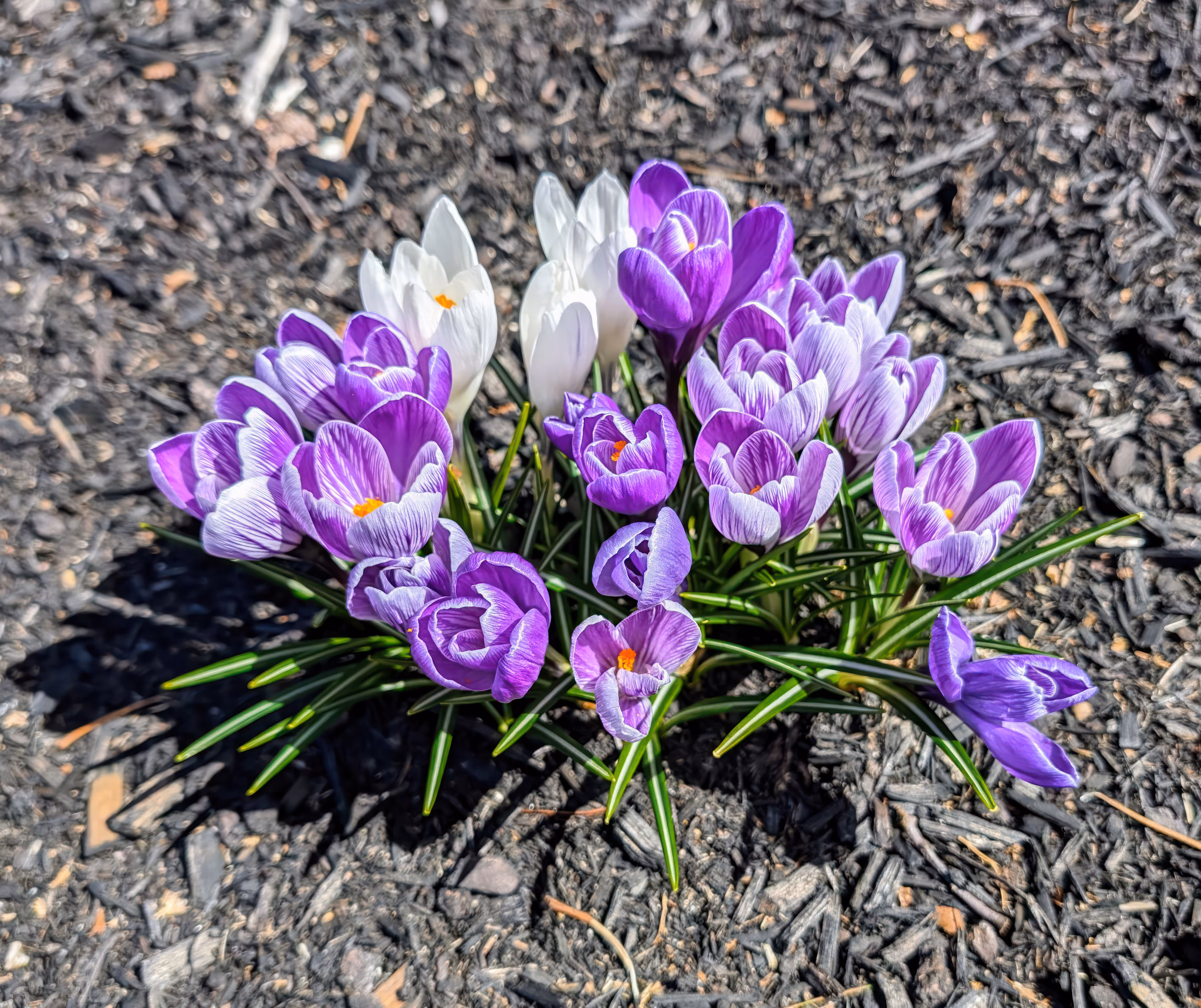 Spring Renewal