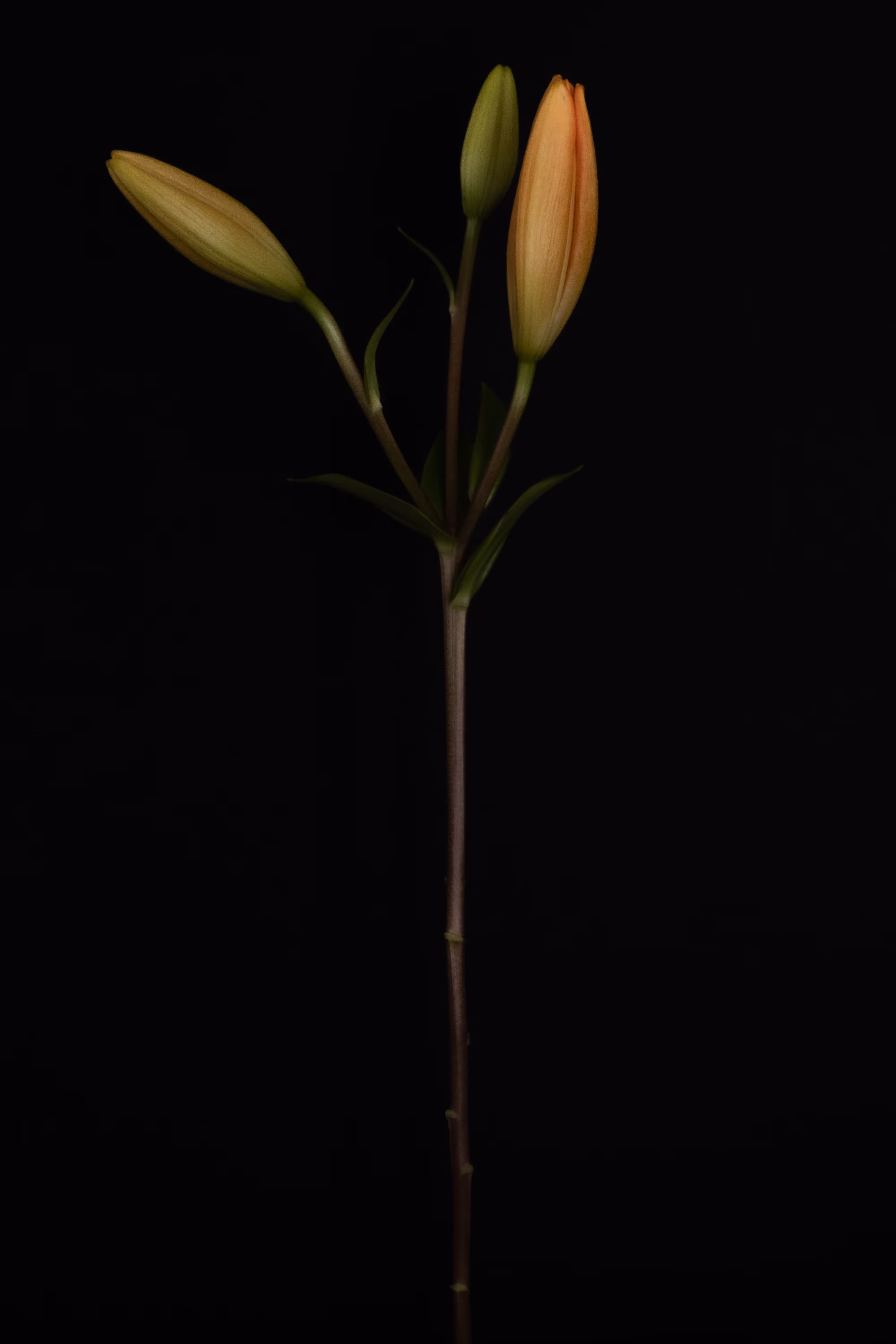 Asiatic Lily (LA)