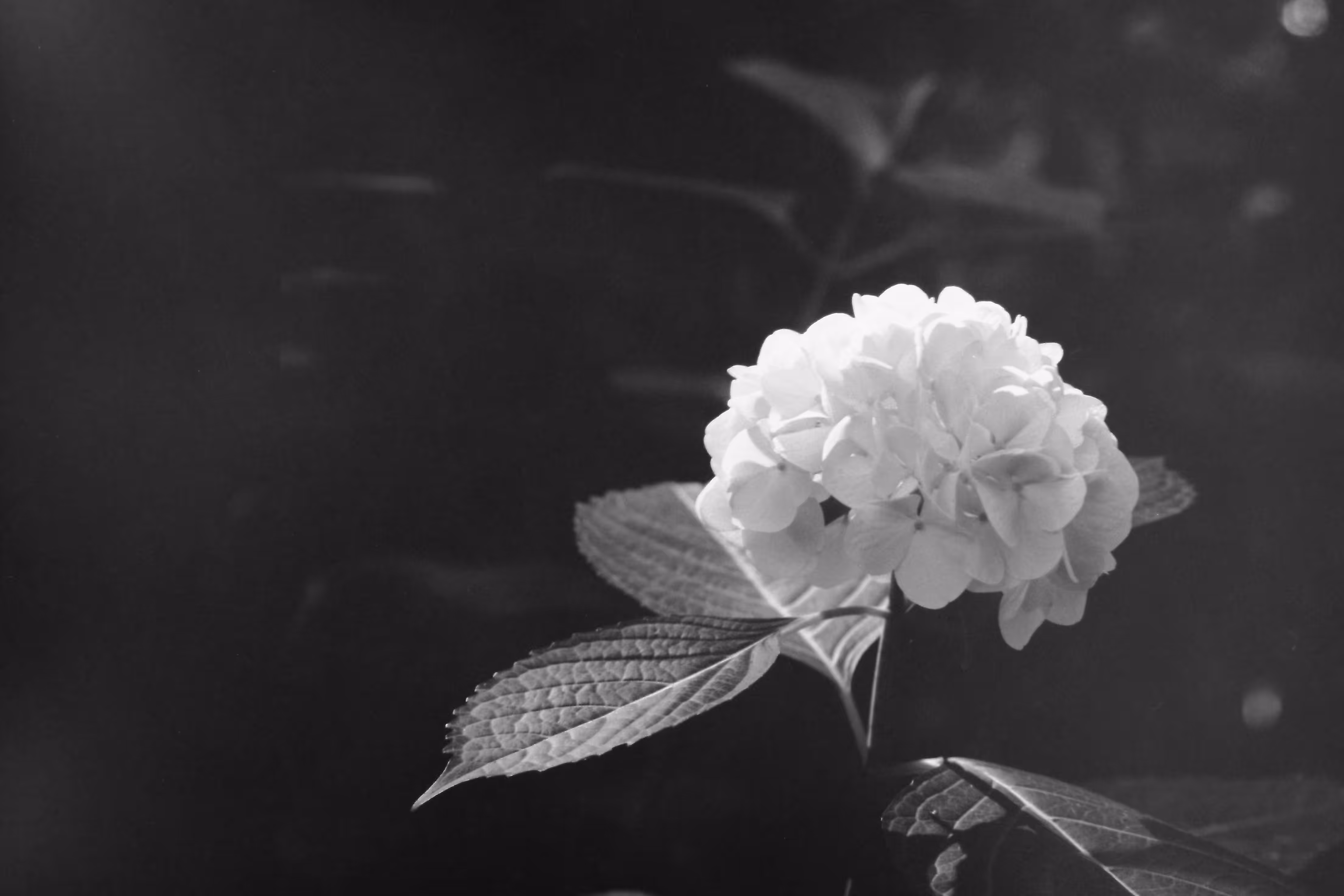 Heaven Series: The World of Film - Beautiful World
