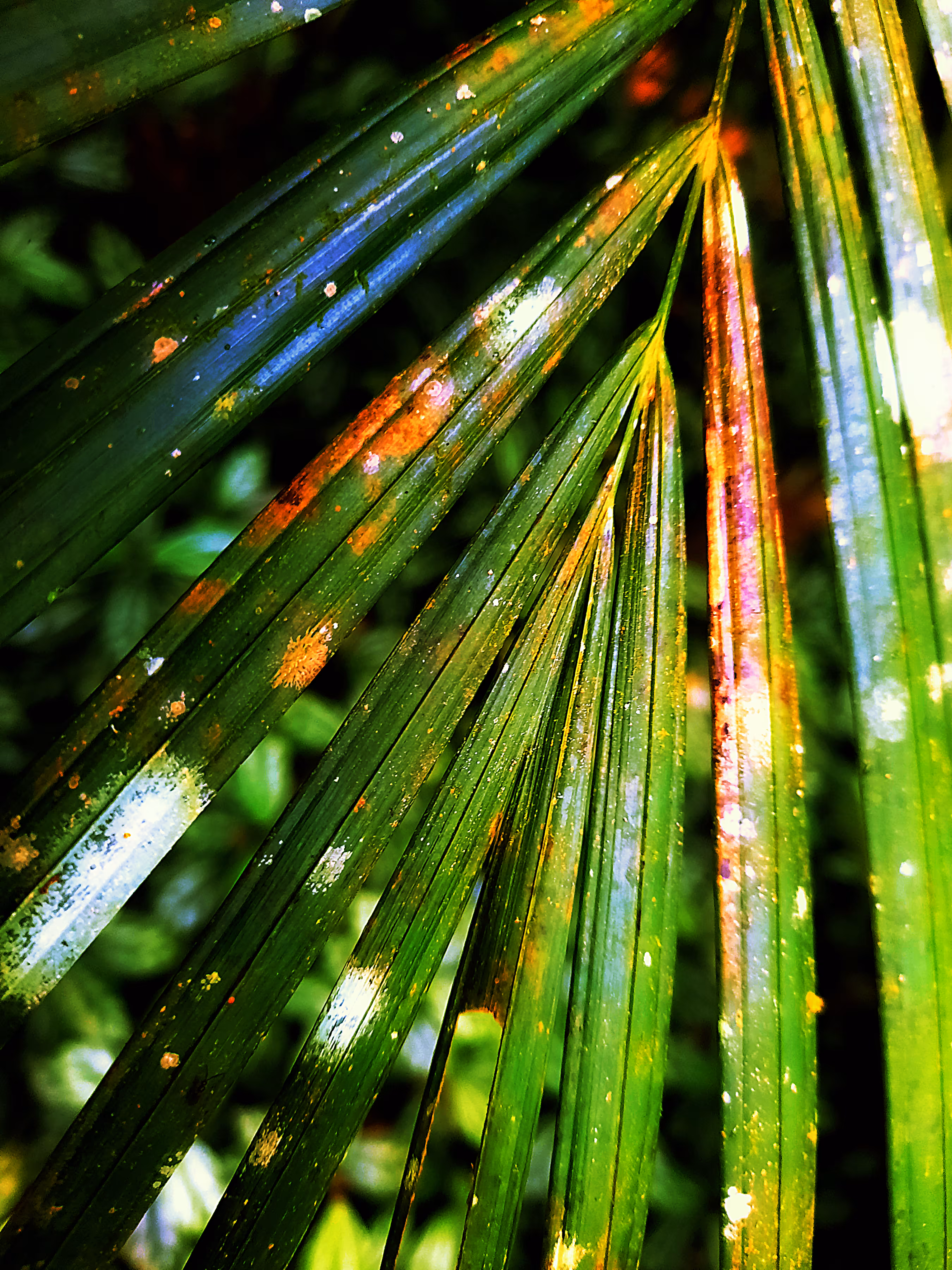 Abstract-Nature#18