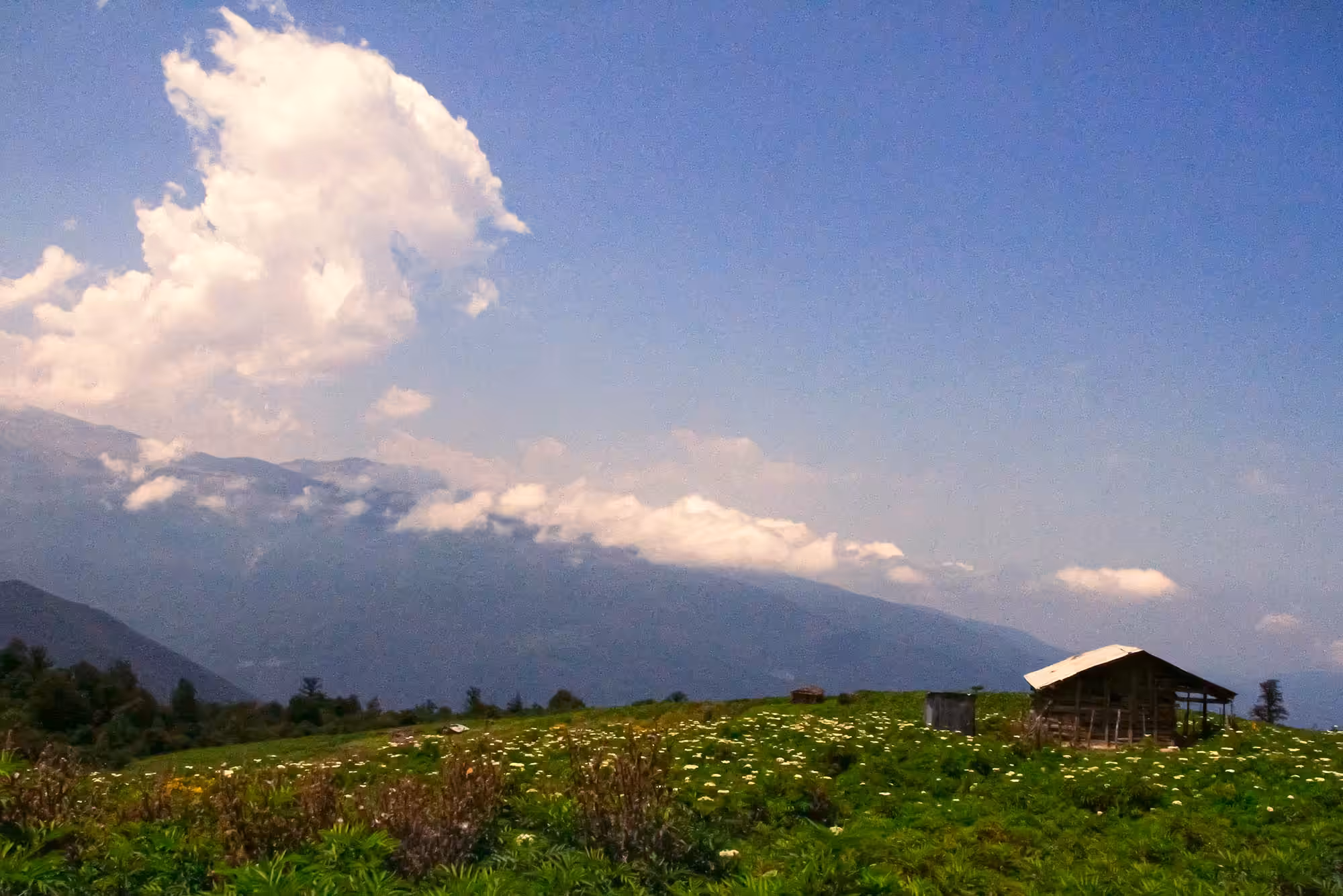 Hill of Life