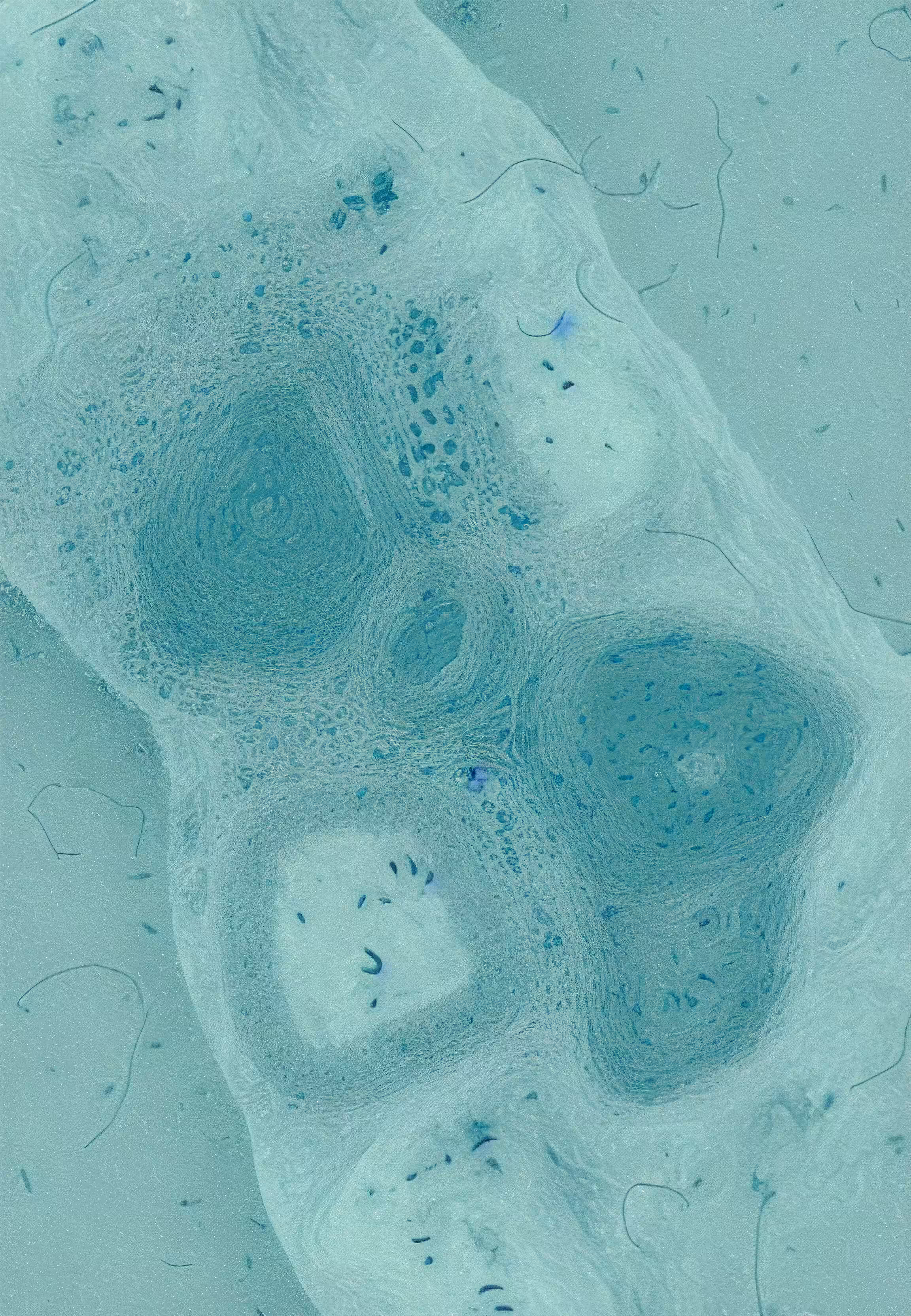 In Vivo, In Vitro, In Silico: Histologia In Silico #87