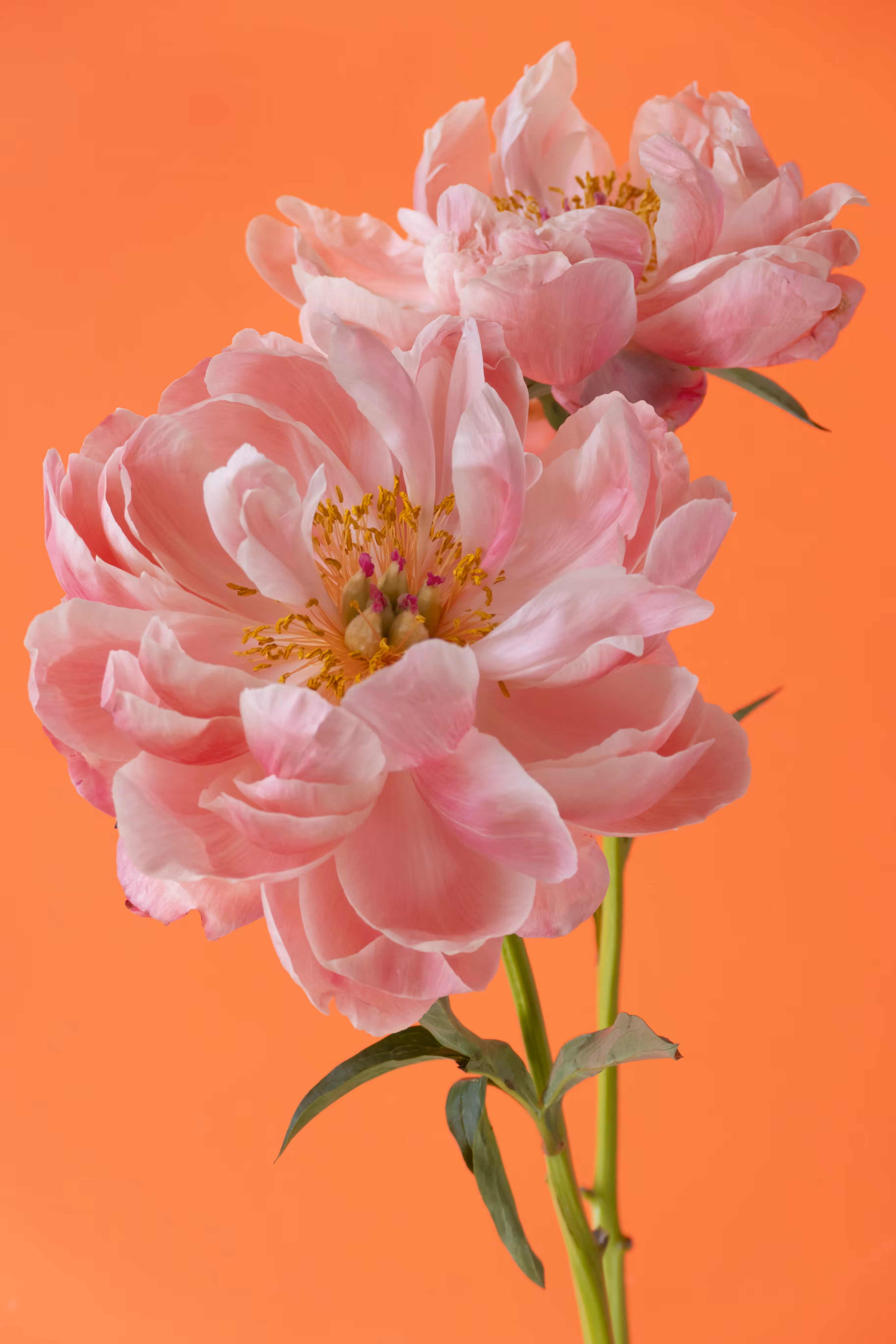 Peonies