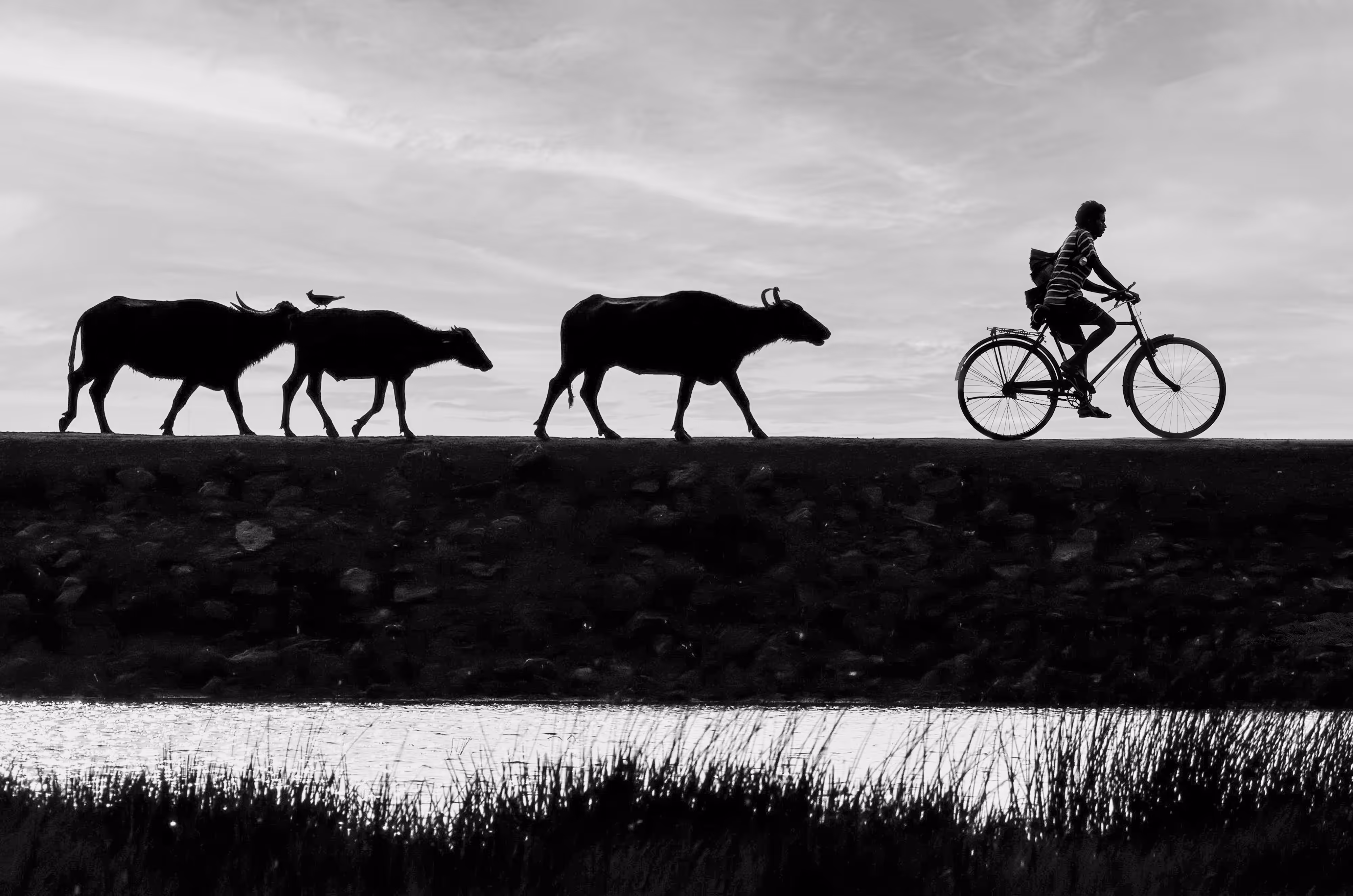Riders of the Dusk