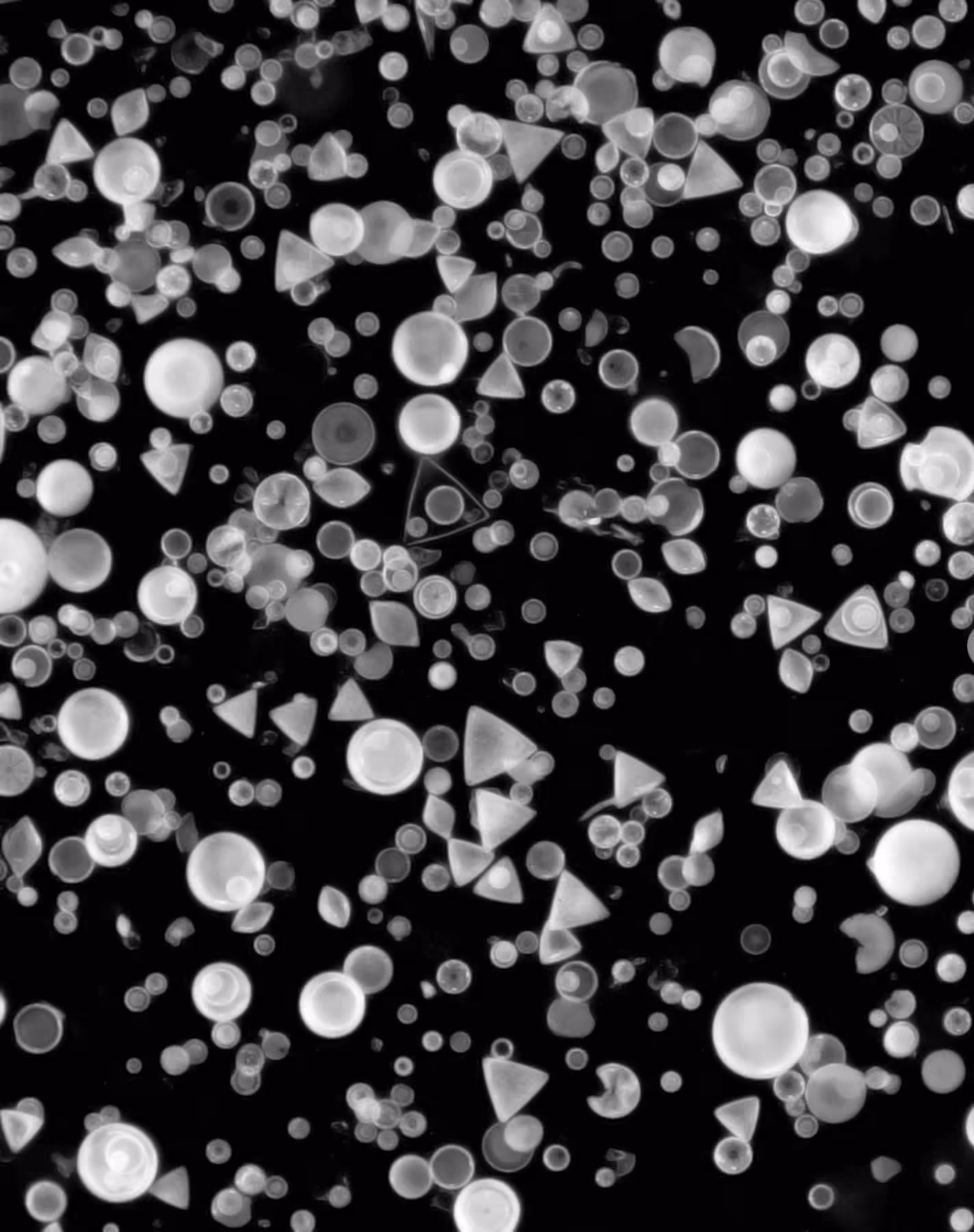 DIATOMS