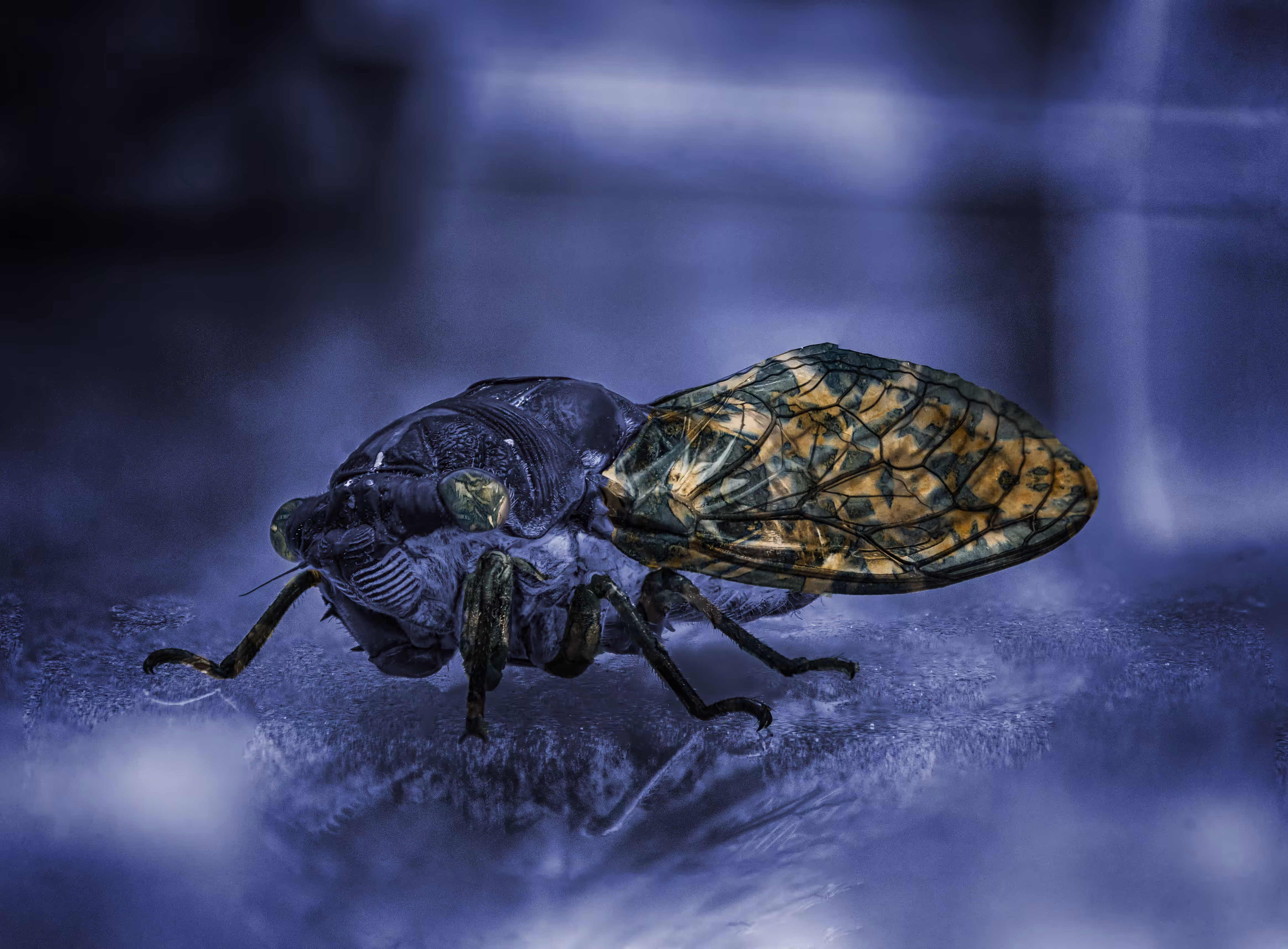 Cyanocada