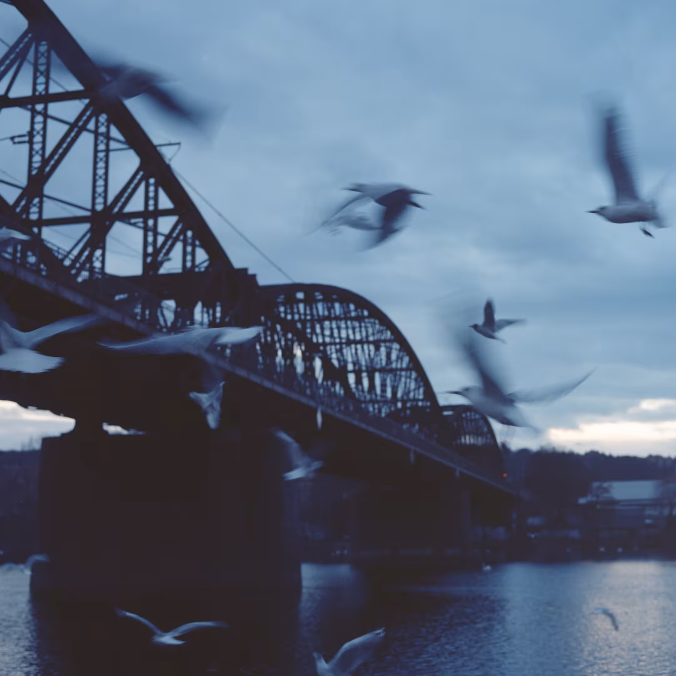 Blue Birds